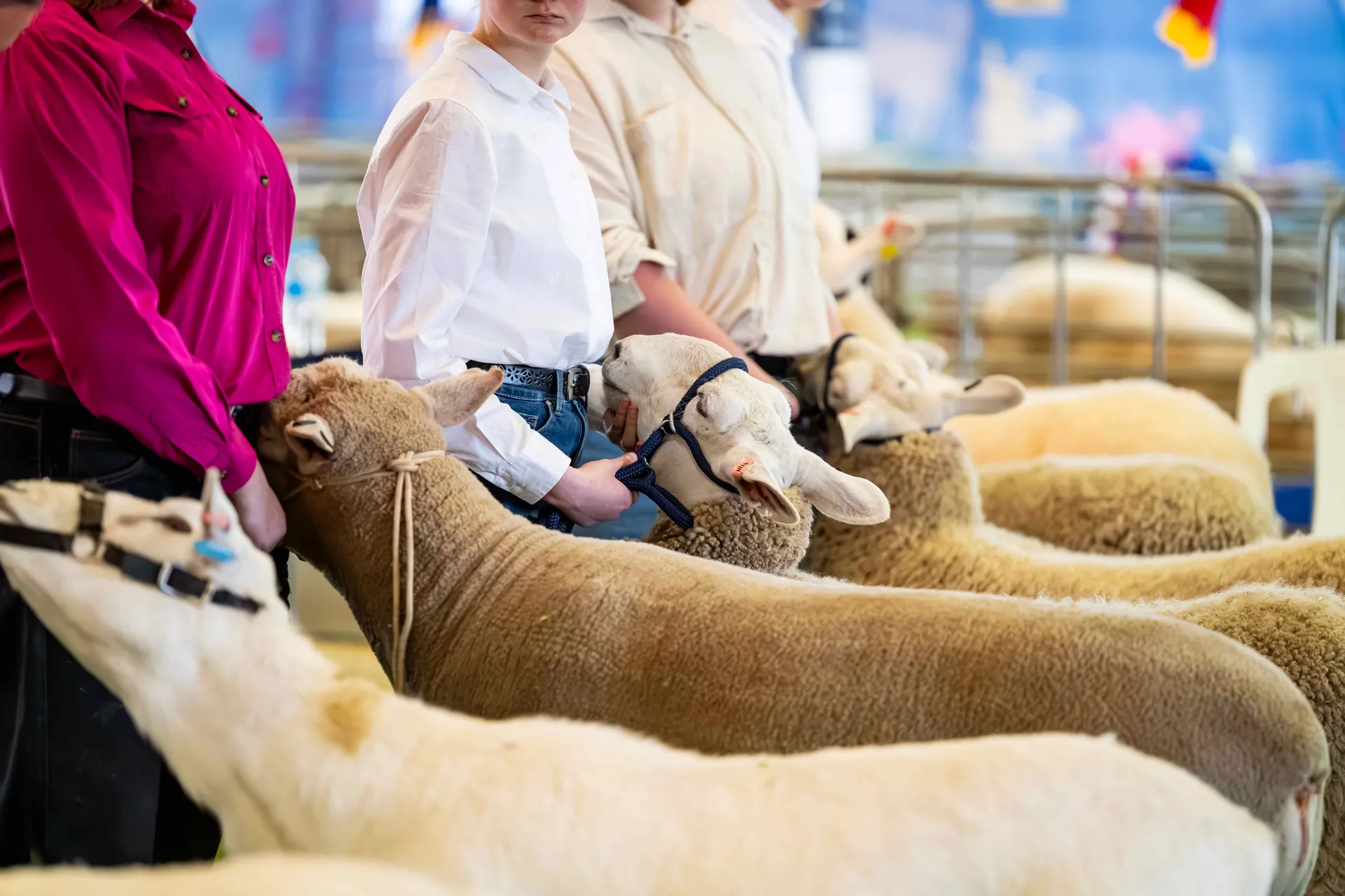 sheep competition