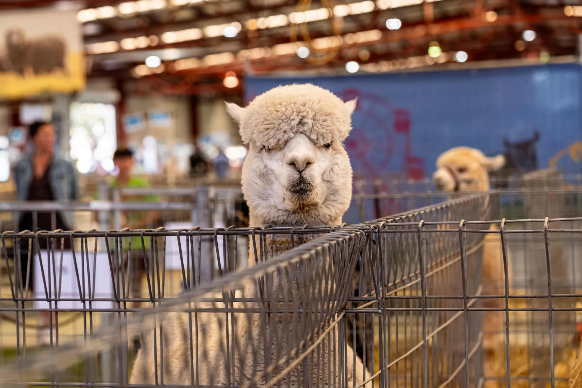 Alpaca Competition