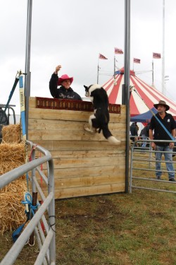Working Dog Jumping