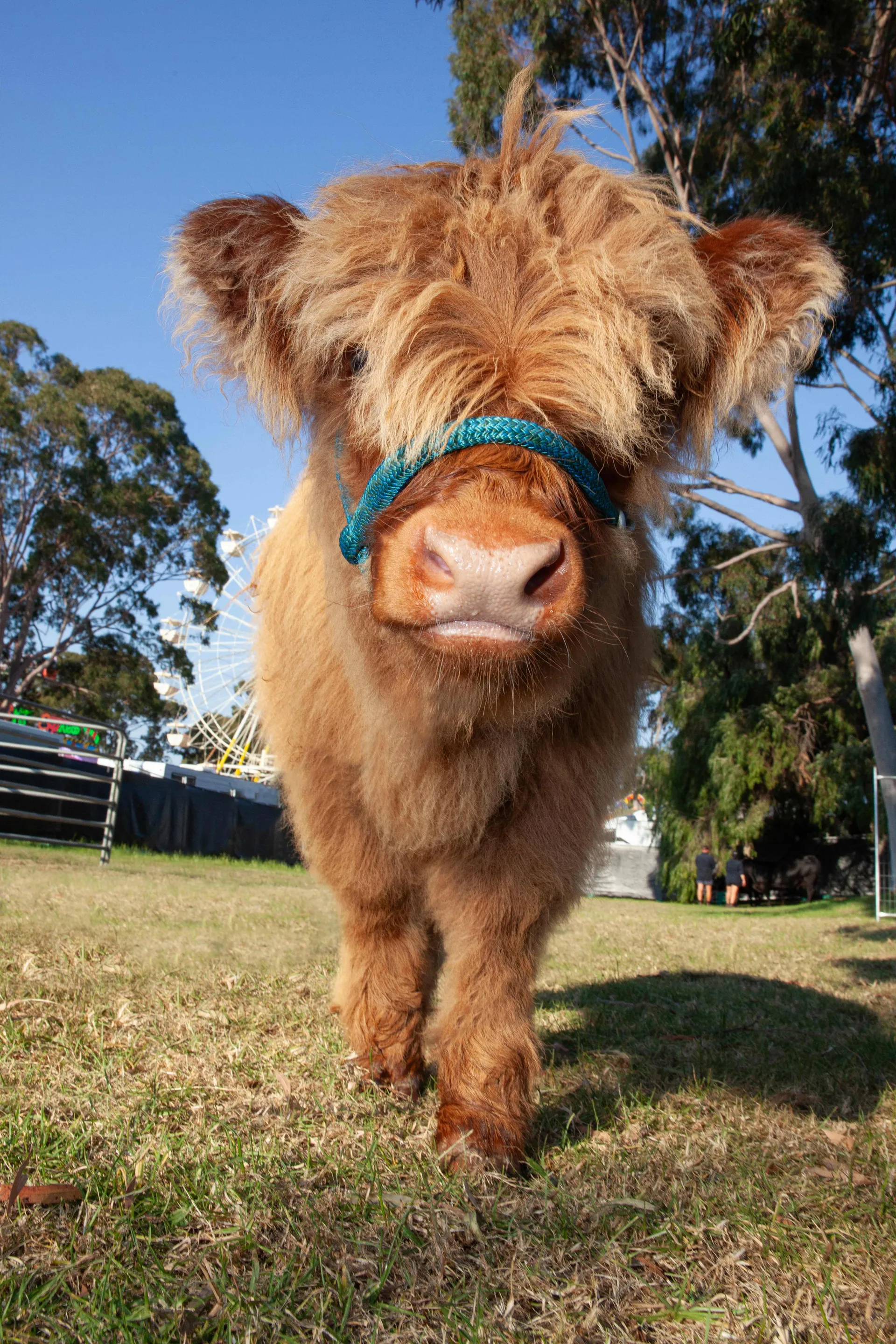 Cow