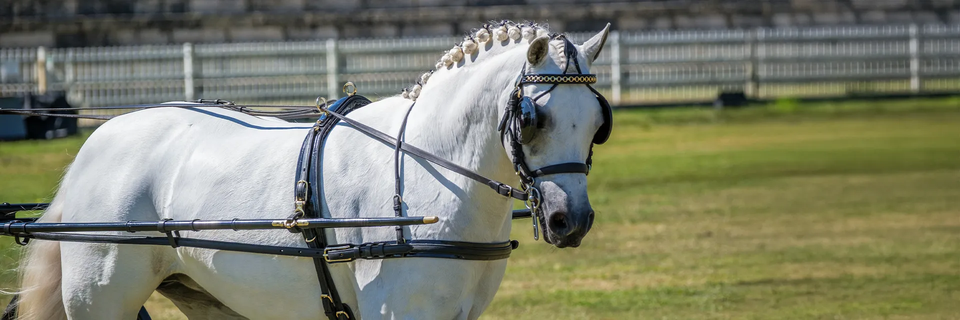 horse harness