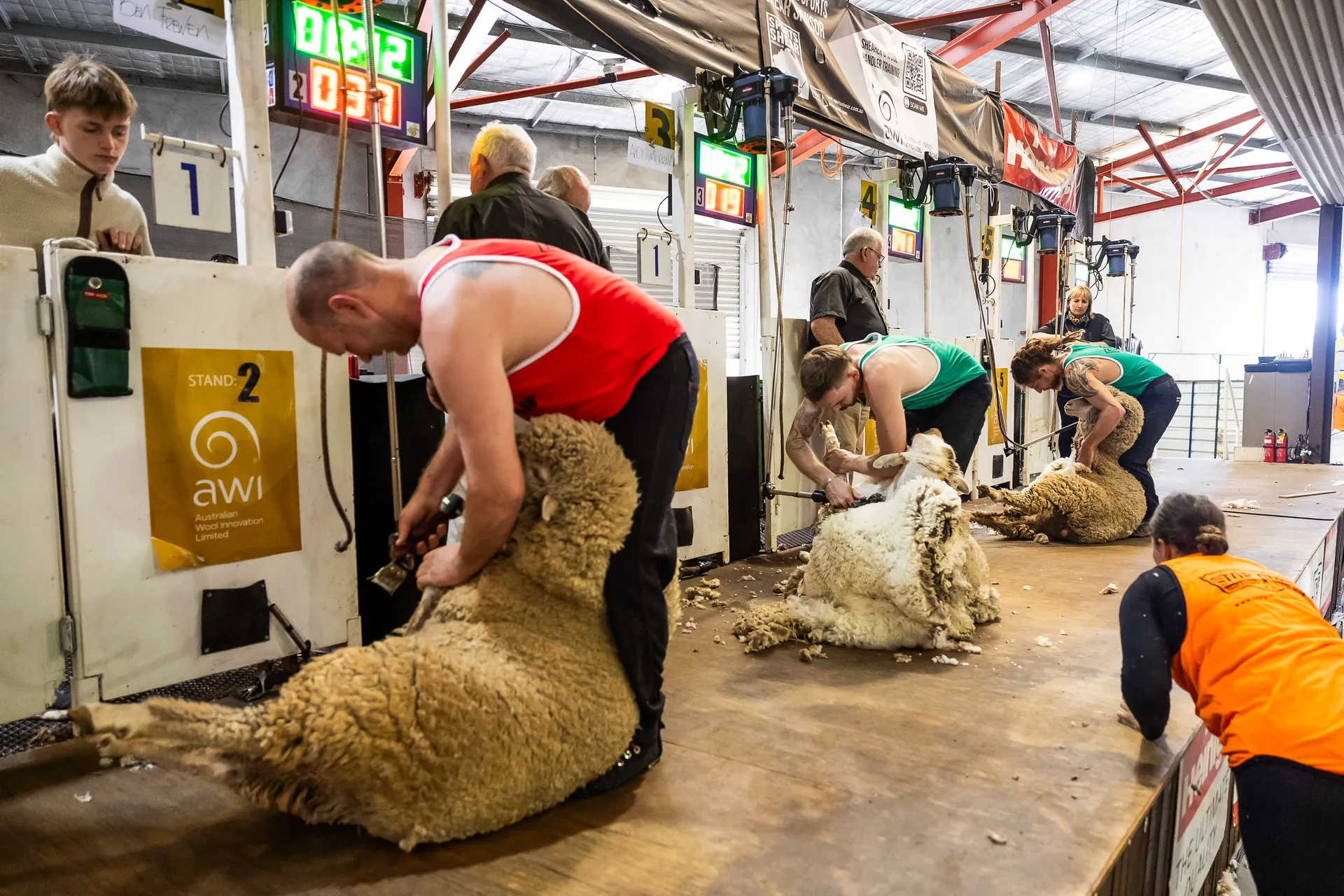 Shearing and Woolhandling
