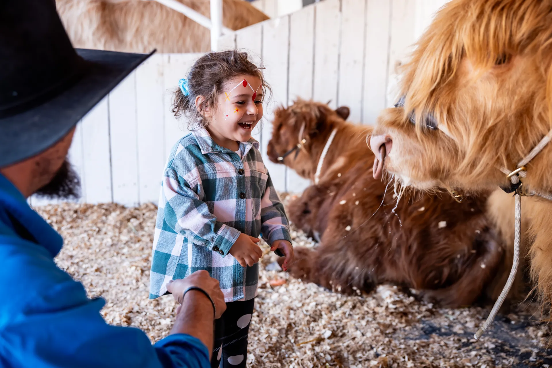 Child with face paint smiling at a cow in the animal pavilion at the Perth Royal Show.
