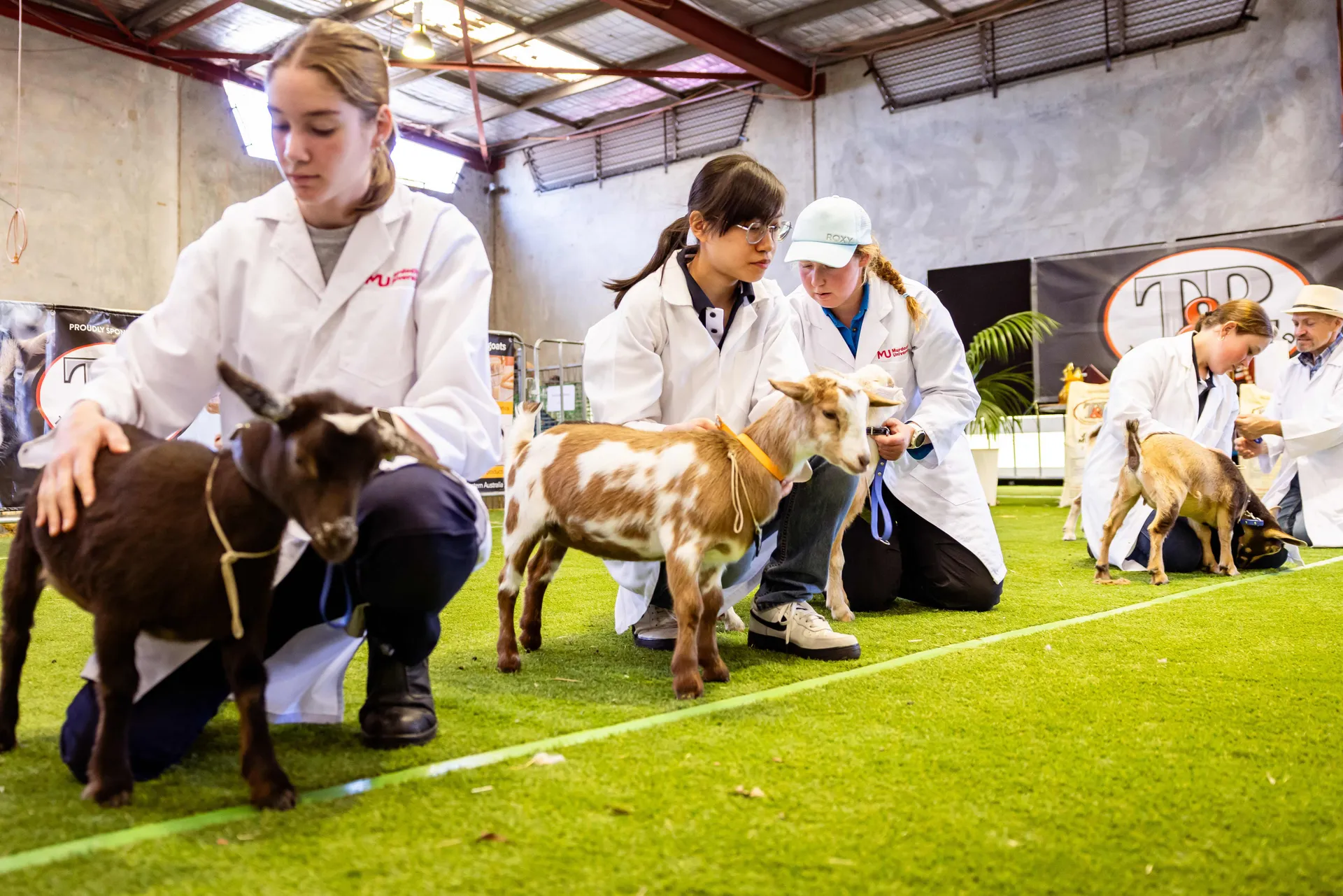 Goats and Fibre