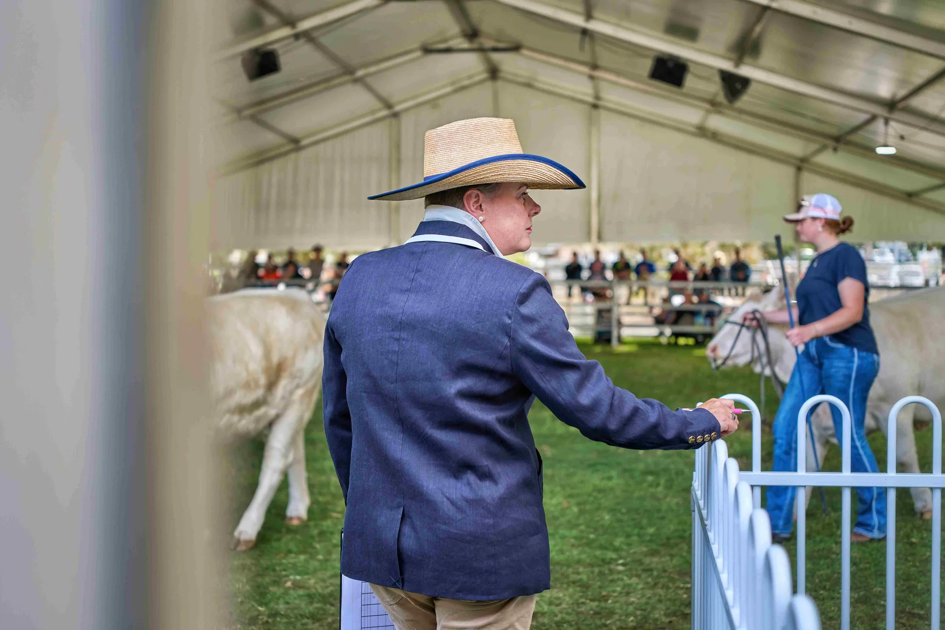 Cattle Judging
