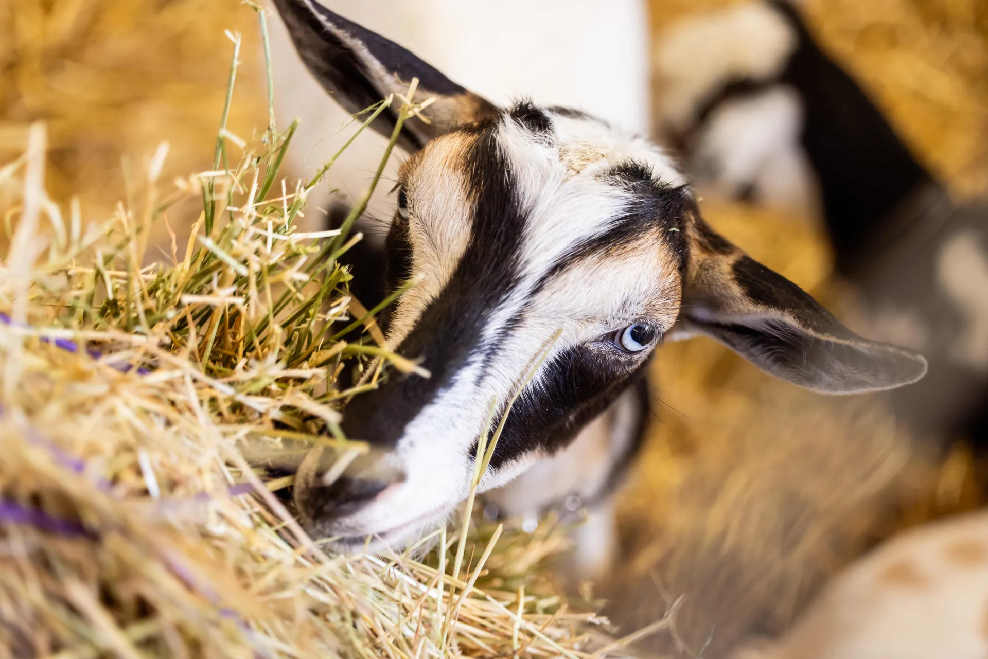 Goats and Fibre