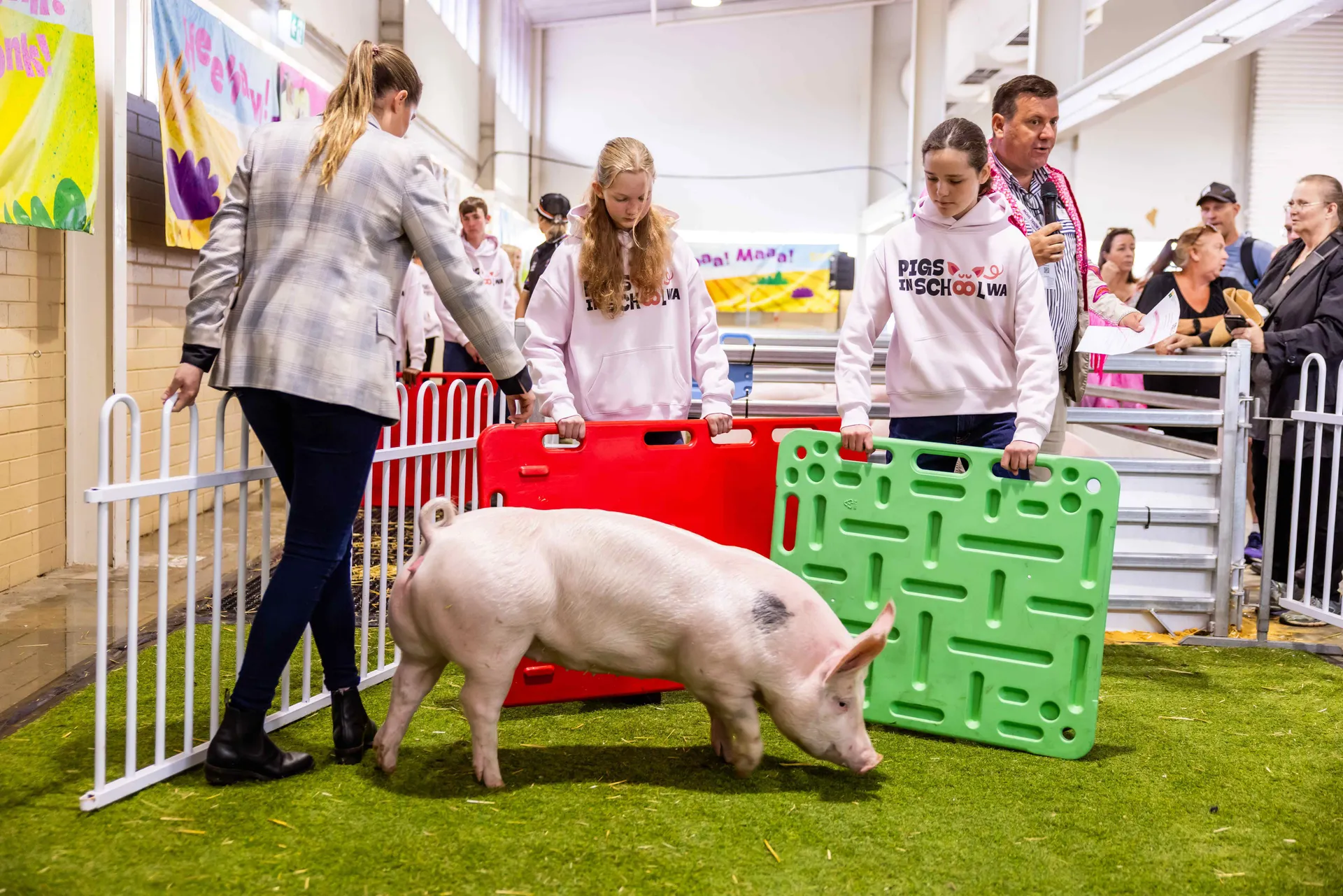 Pigs in School