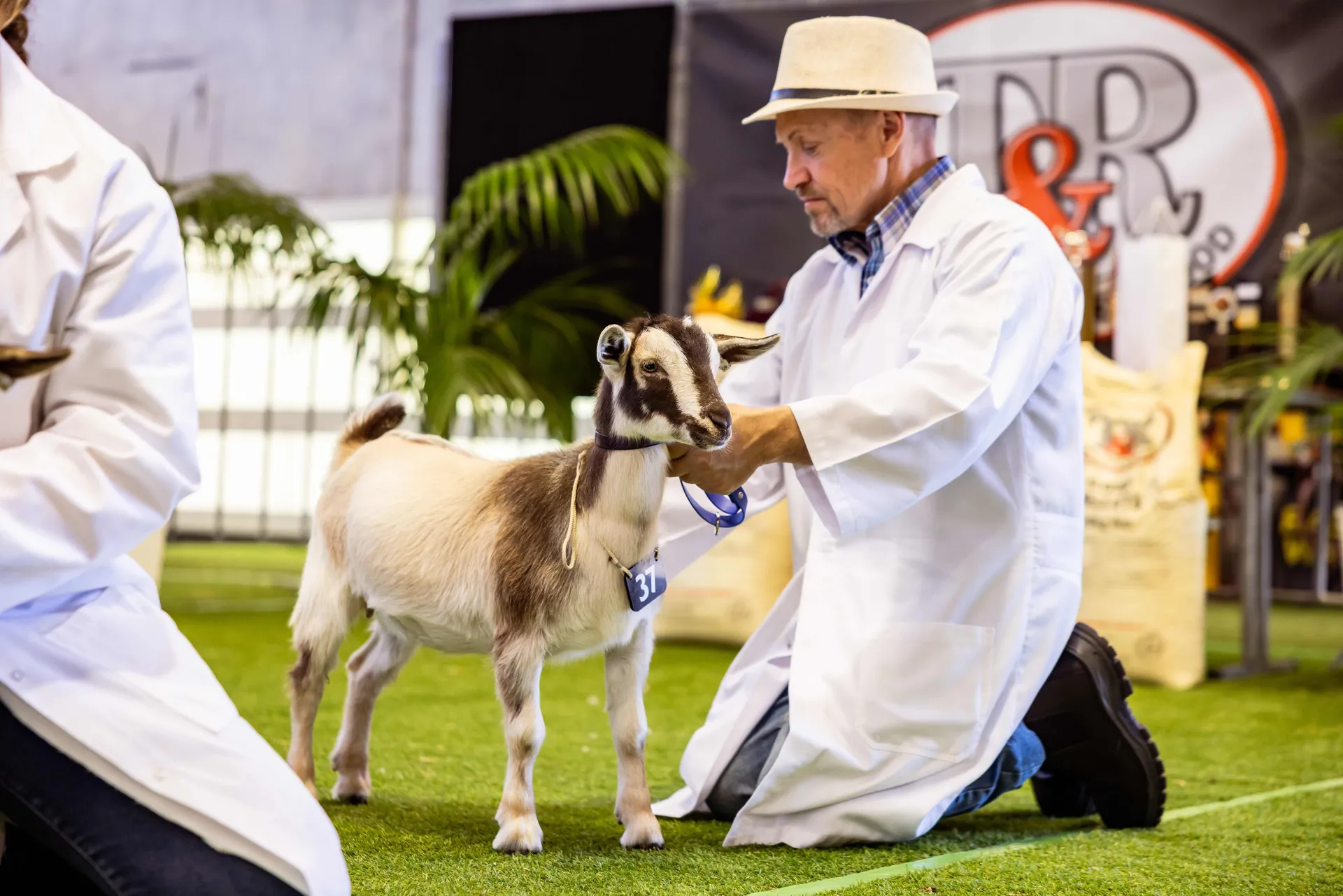 Goats and Fibre