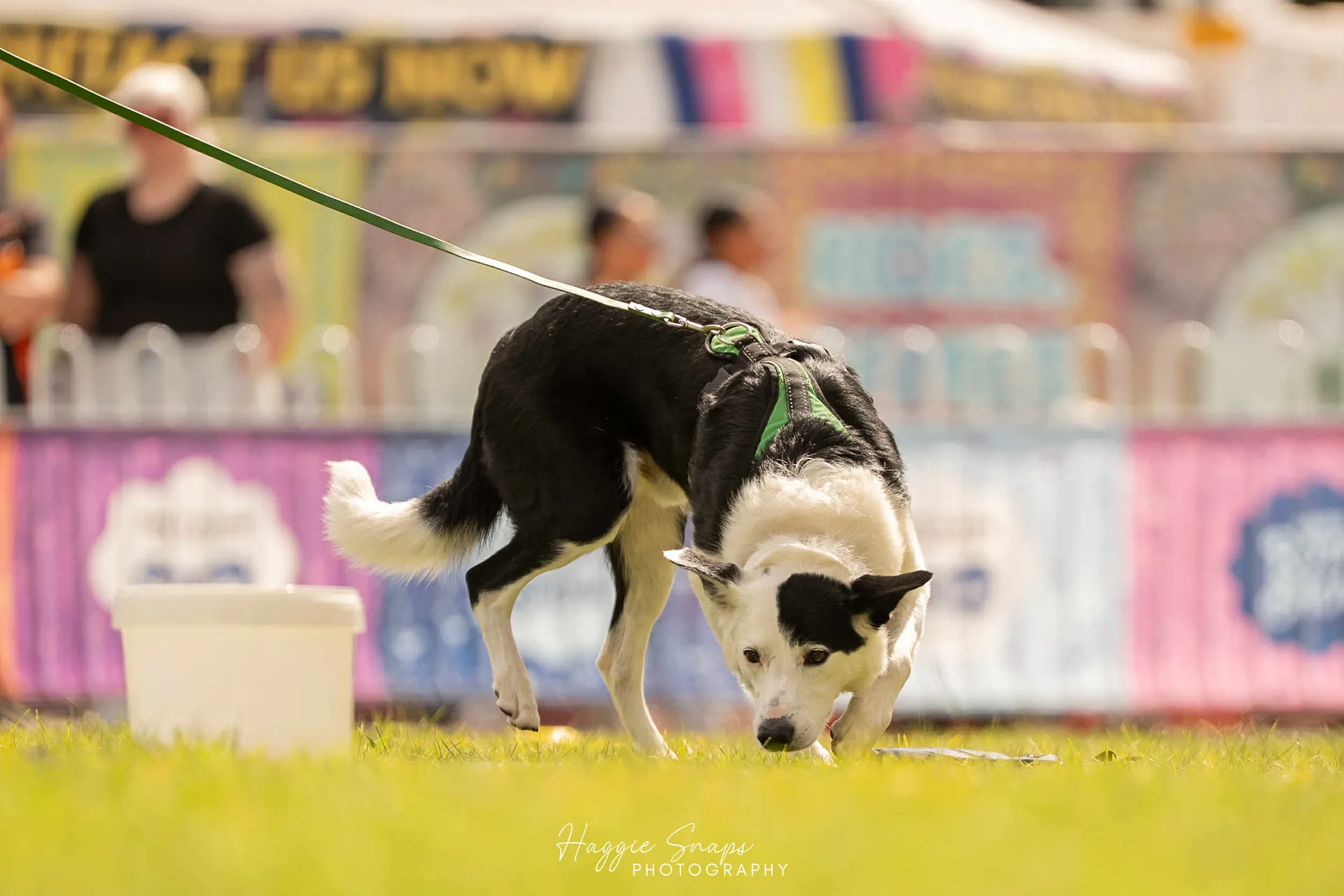 Scentwork