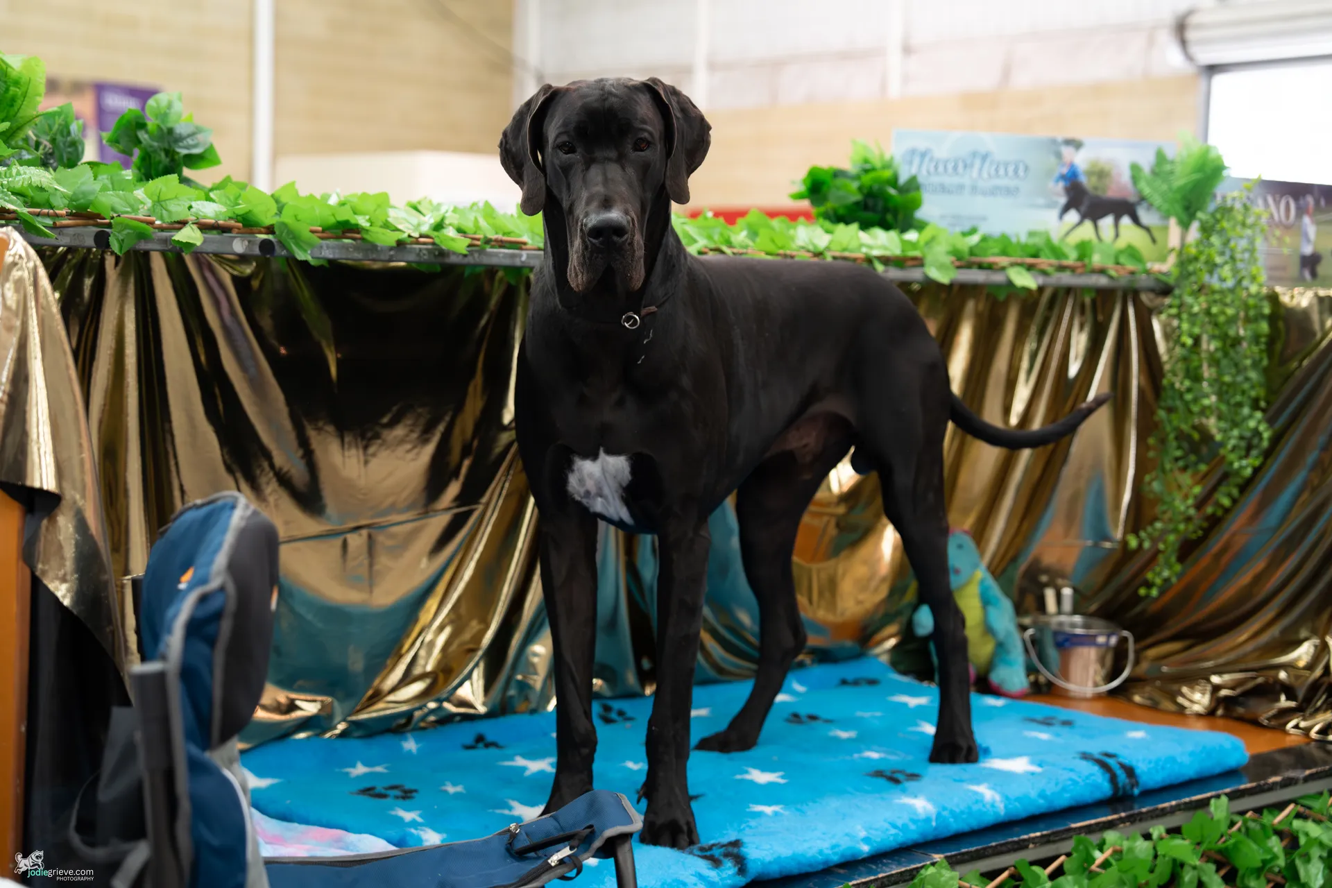 Dog from 2025 Royal Show, Non-sporting group