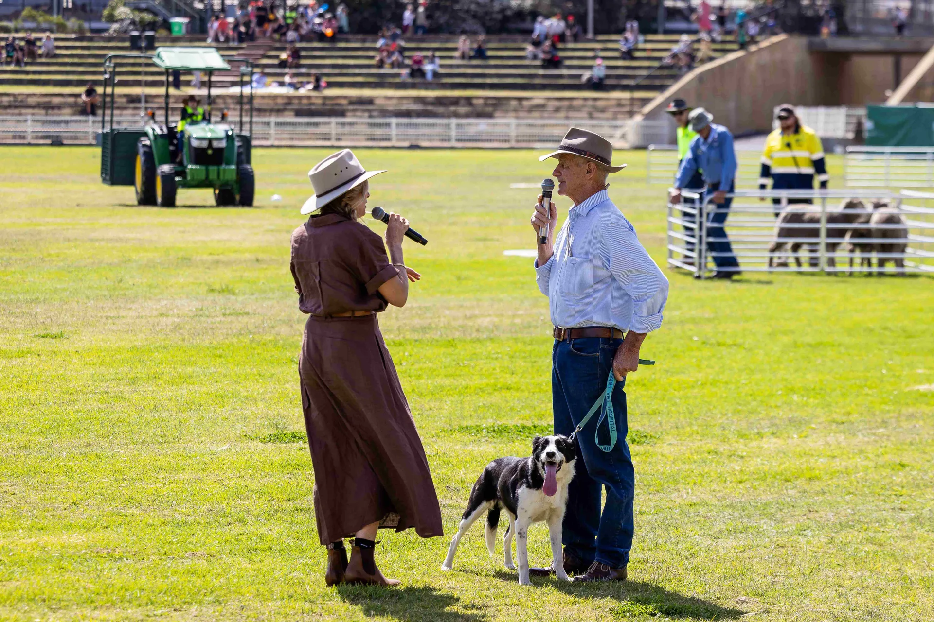 sheep dog