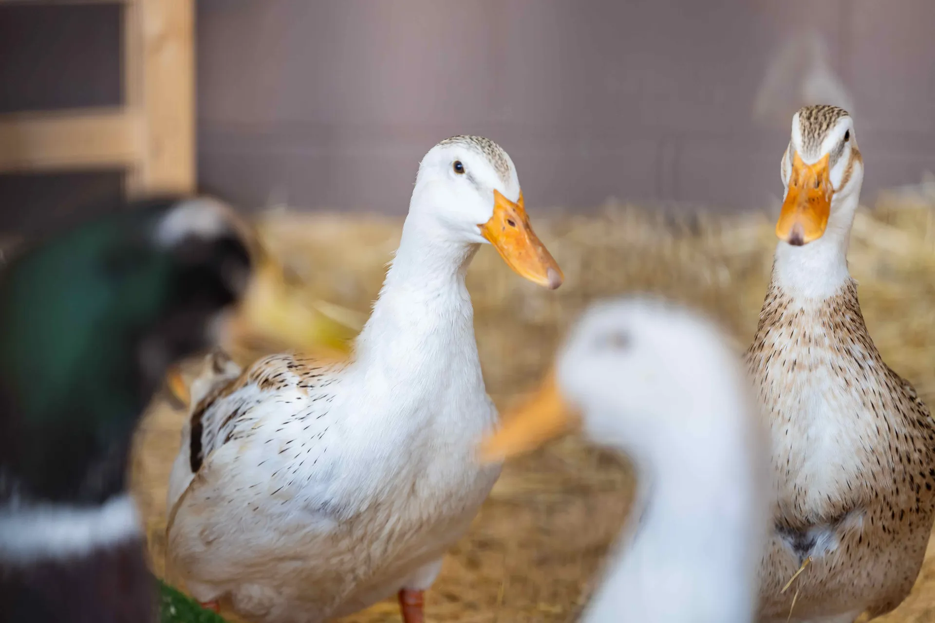 A group of ducks standing on straw inside a poultry enclosure at the Perth Royal Show, with some birds in soft focus in the foreground.