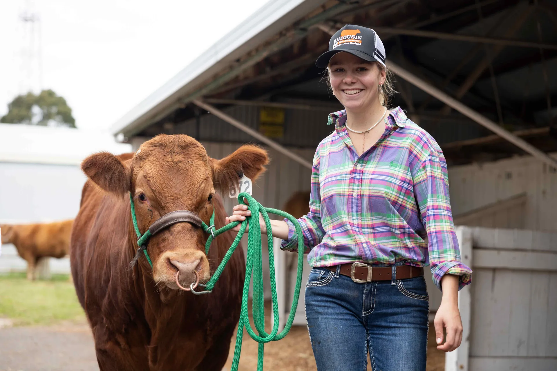 Young cattle handler leading a cow at an agricultural show