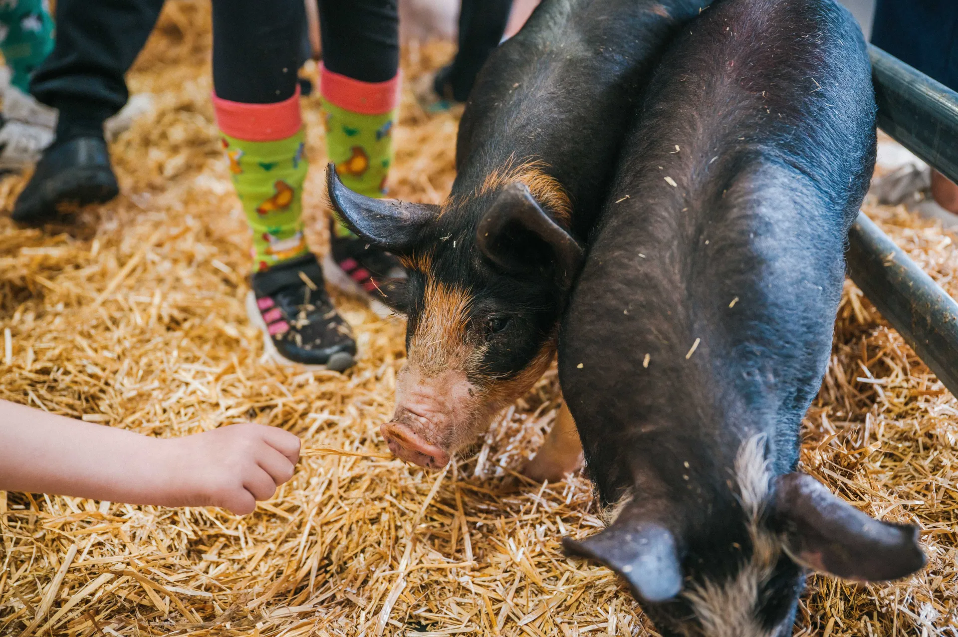 Royal Agricultural Society of WA Junior Farmer Day, 2026, photo by Cameron Falls (36).jpg