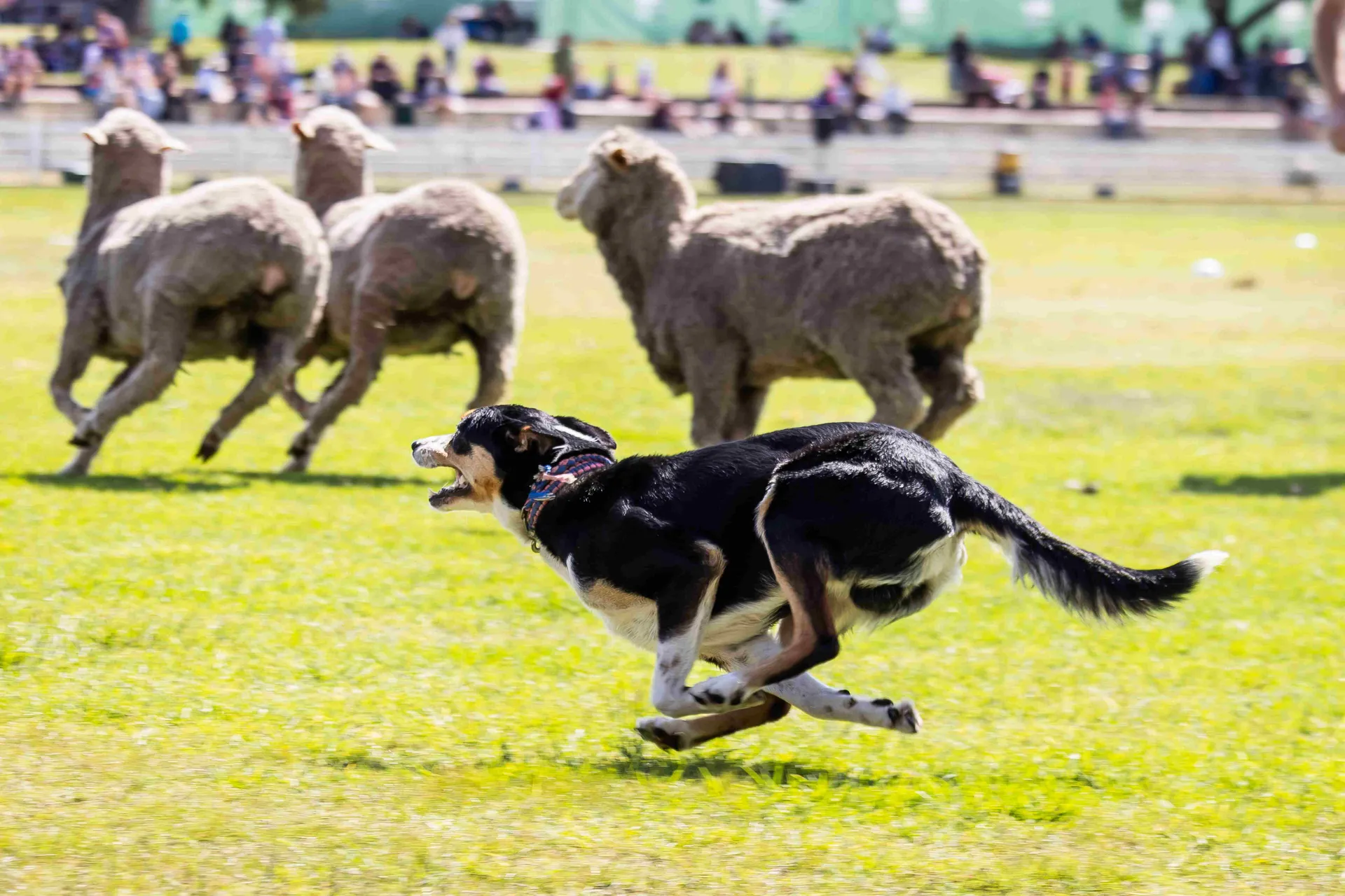 sheep dog