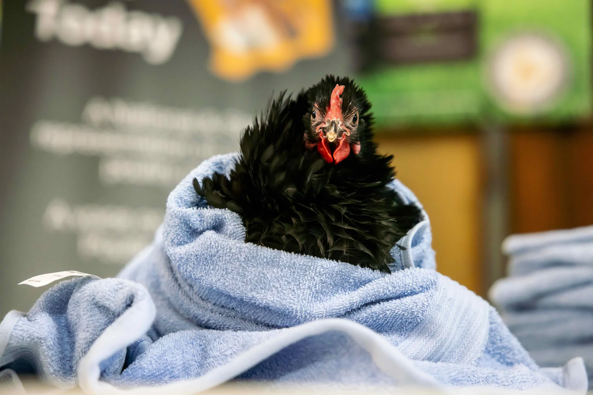 Poultry