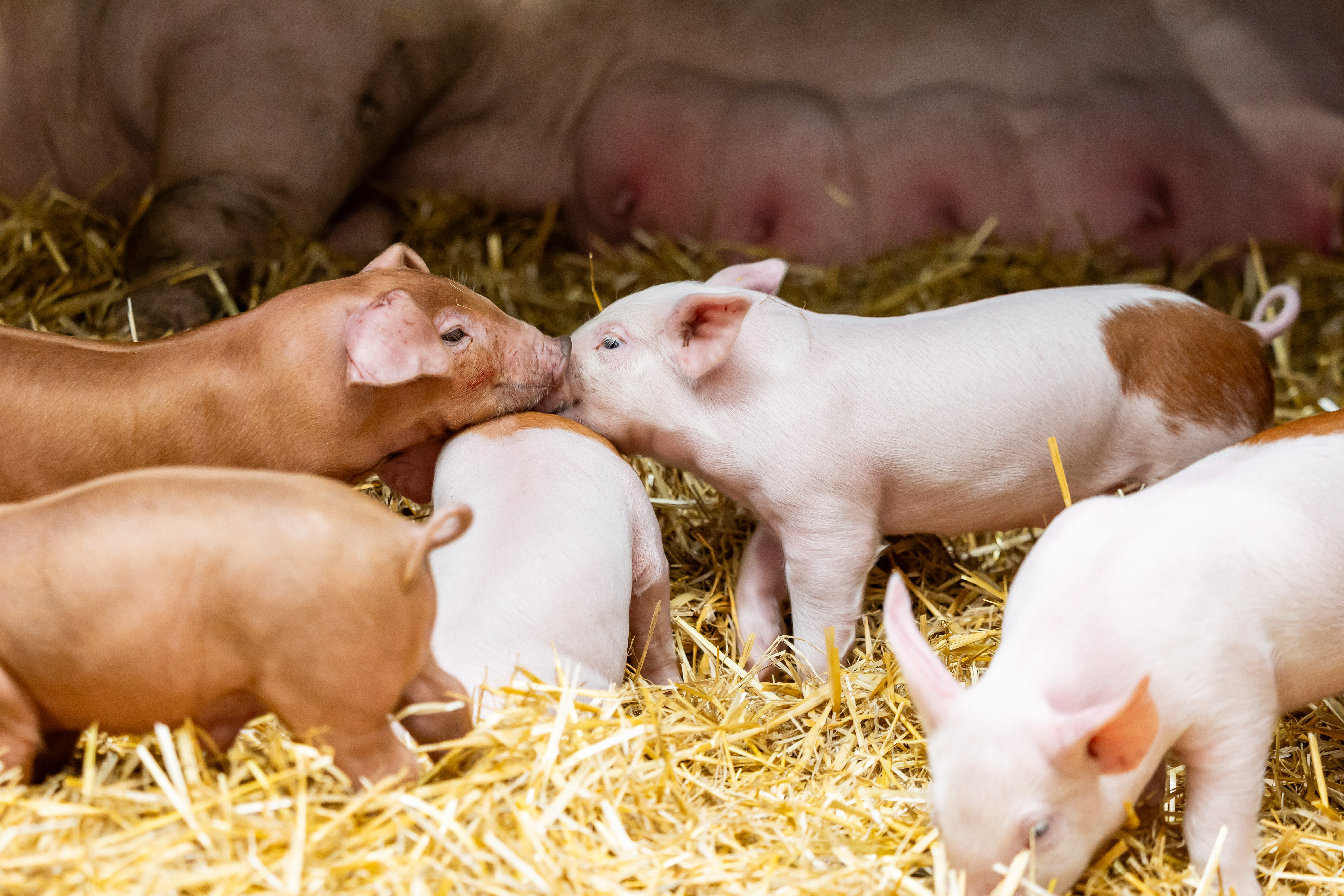 Farmyard Nursery - Pigs