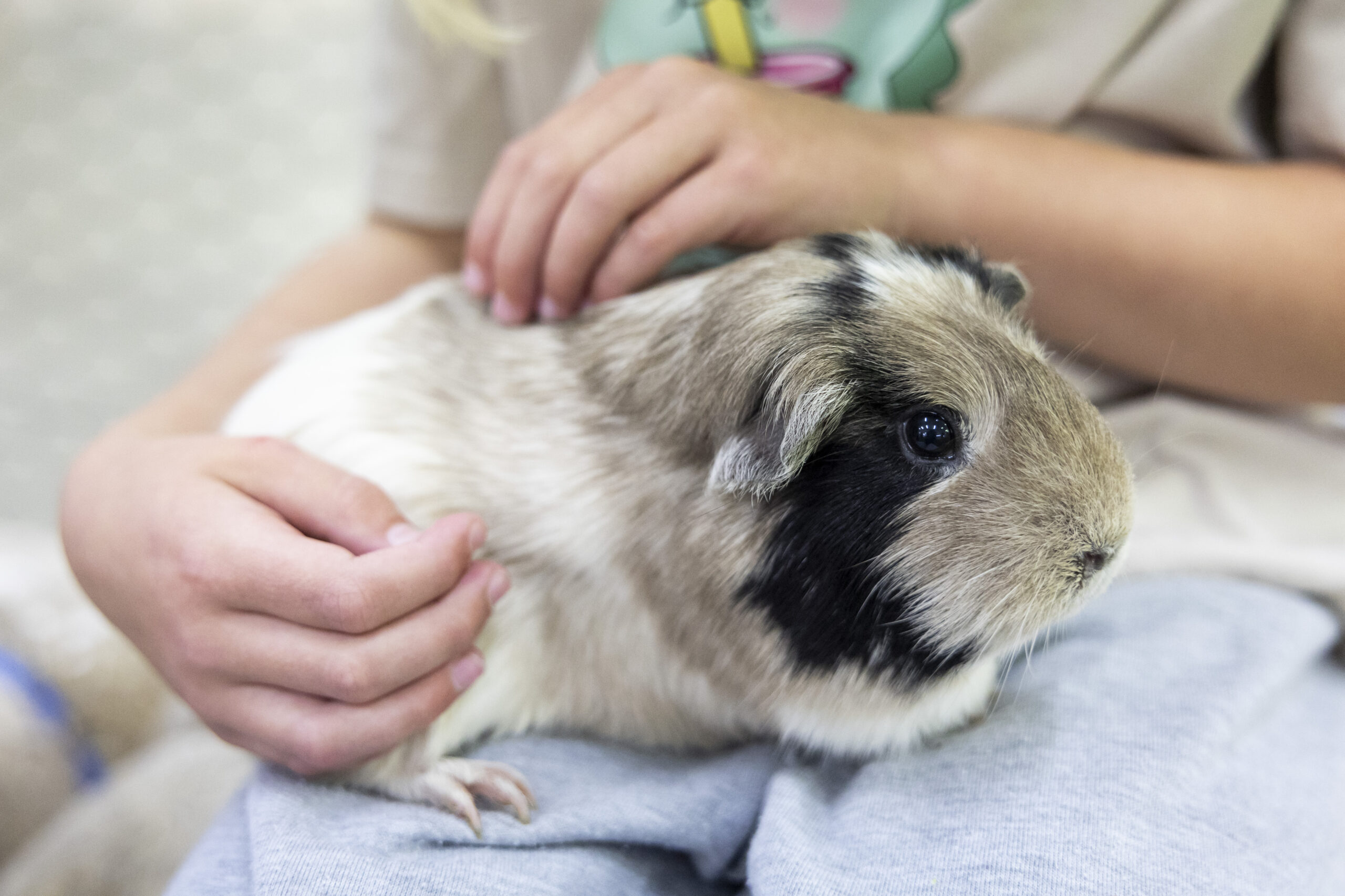 Enjoy the Perth Royal Show on a Shoestring – 101 Free Things to See and Do