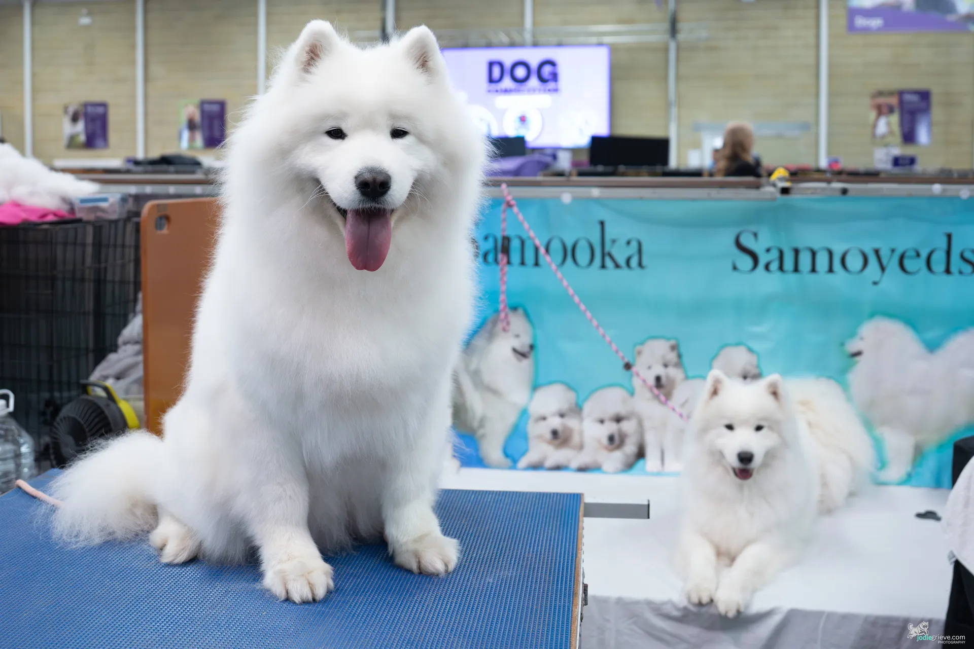 Samoyed exhibiting in Pawvilion at Perth Royal Show