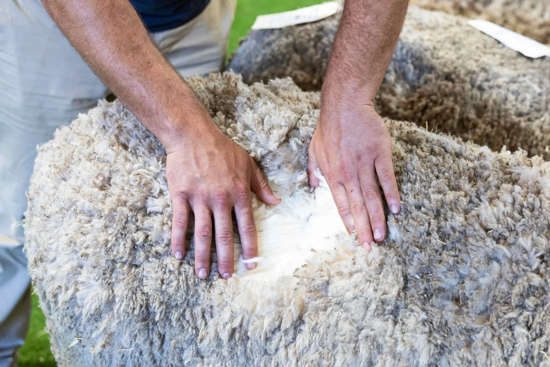 Sheep and Woolhandling