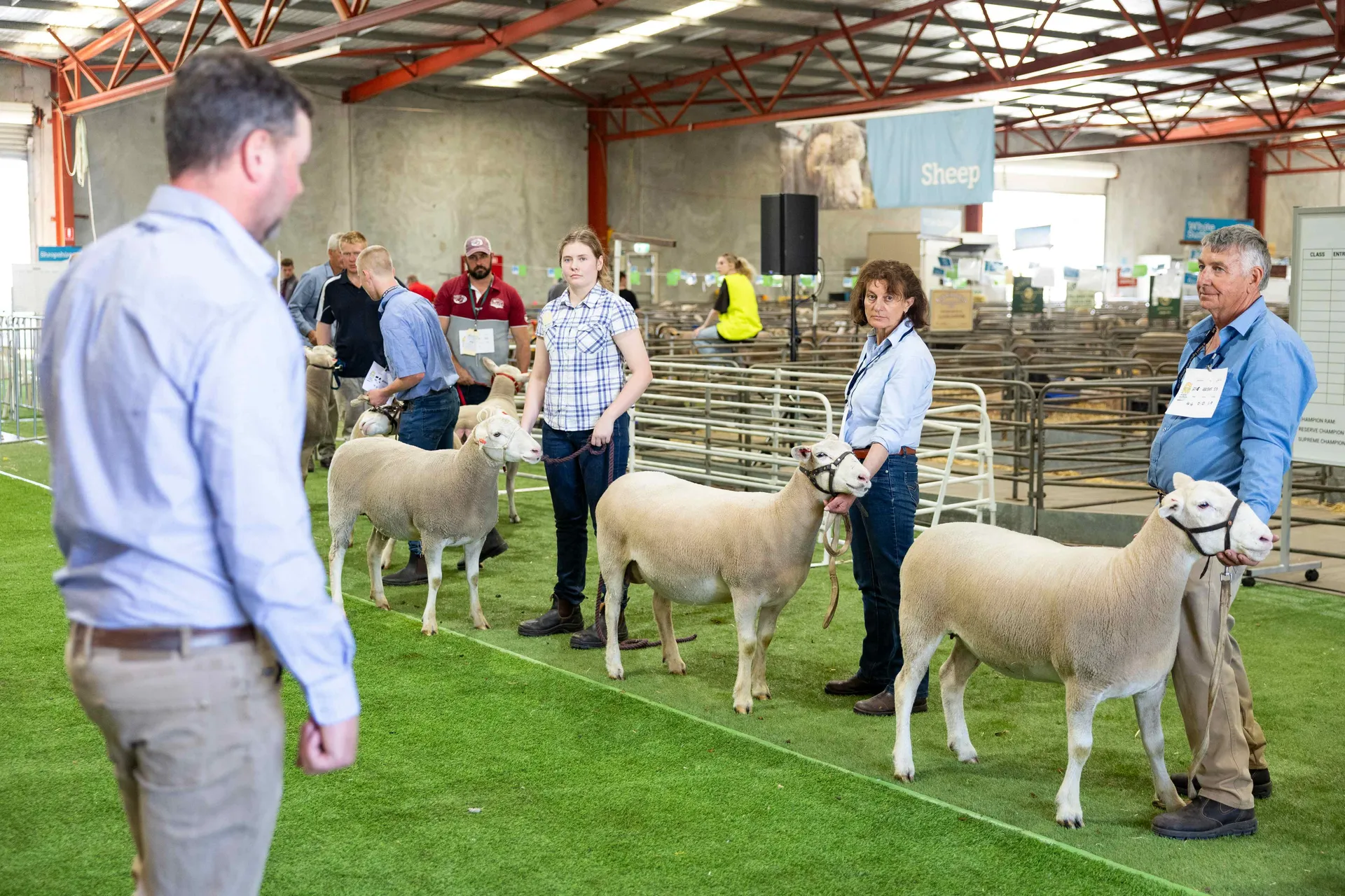 sheep competition
