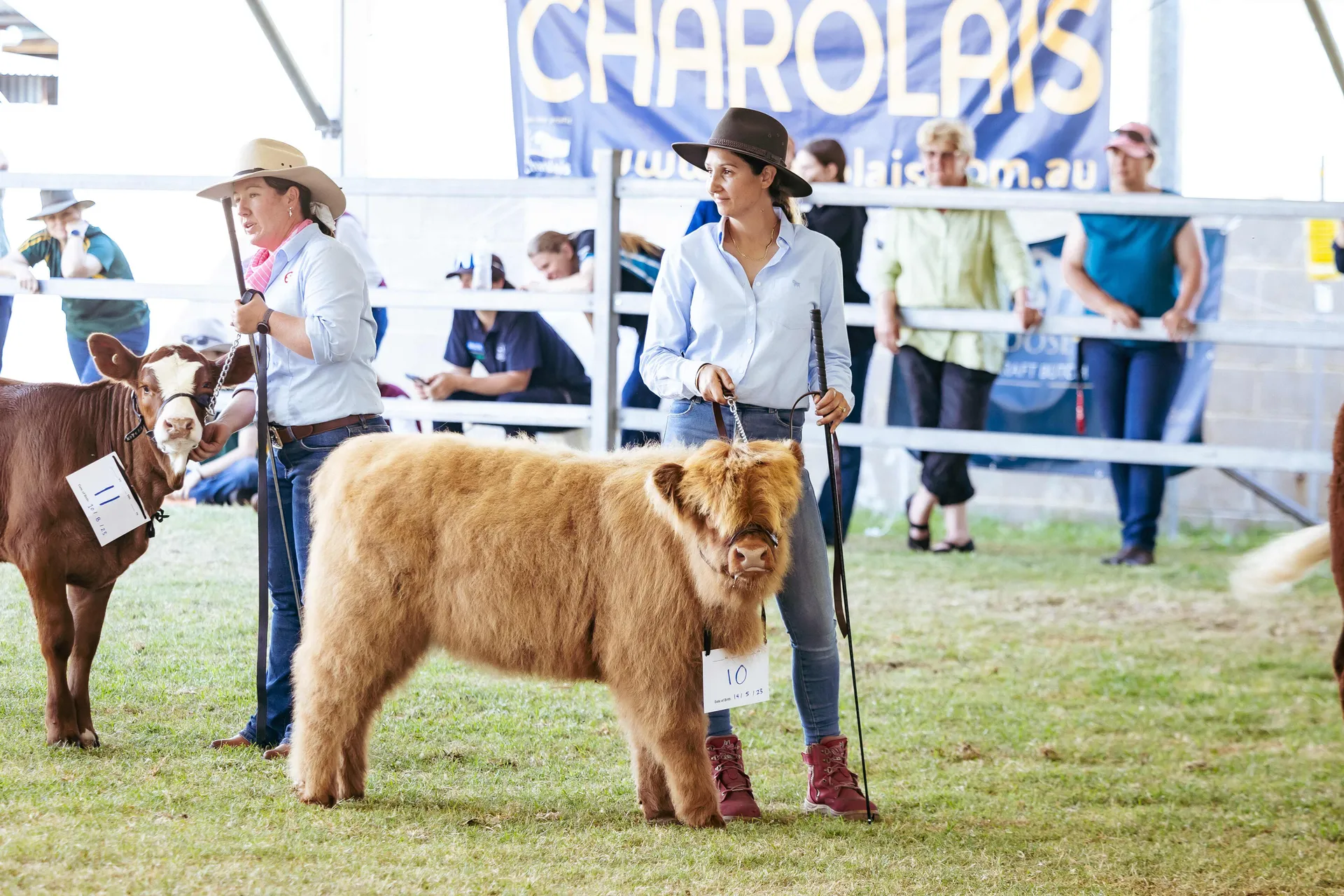 Cattle