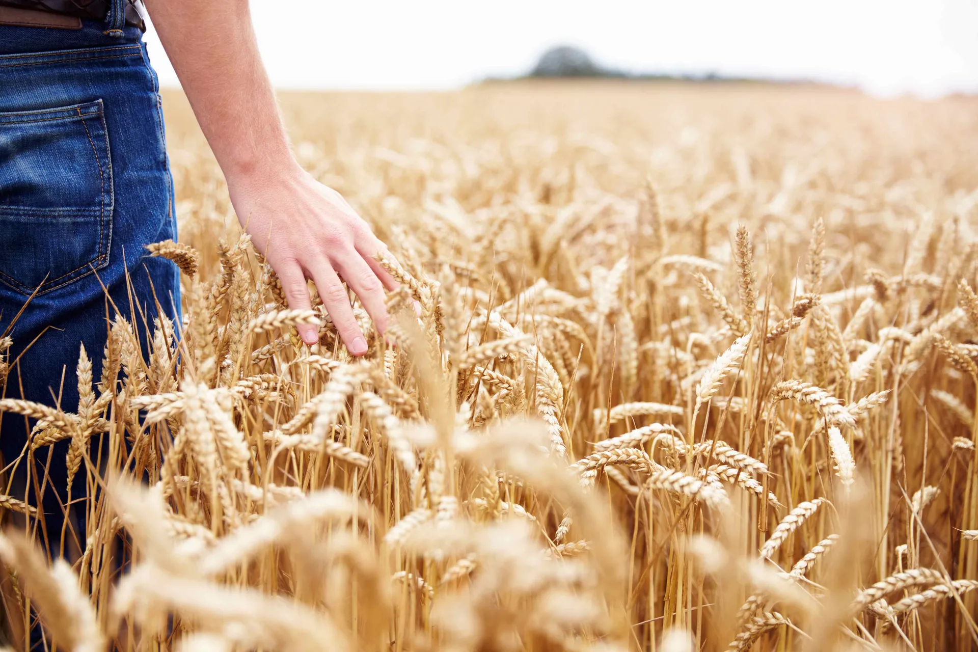 Hand brushing through a wheat field.