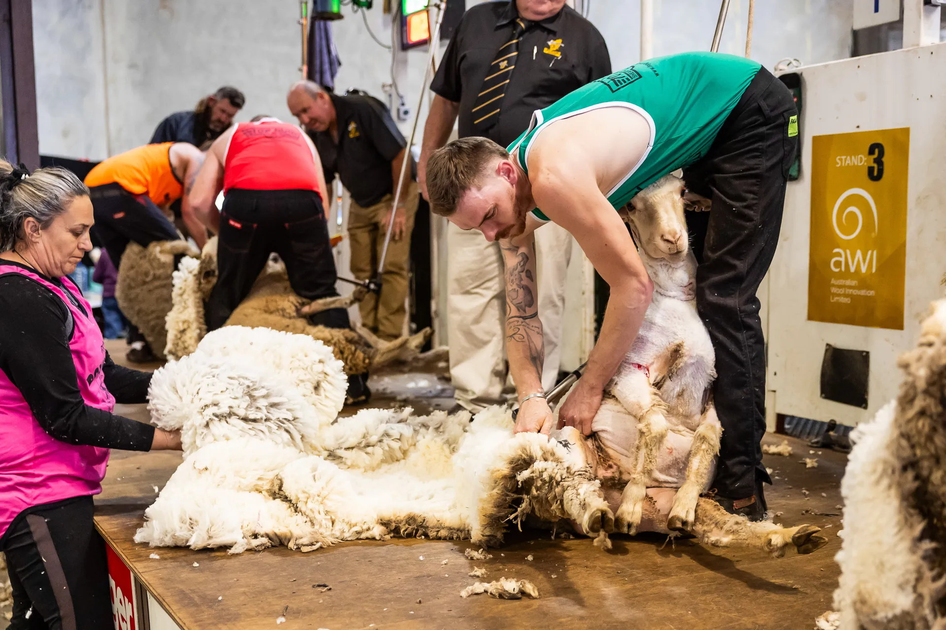 Shearing and Woolhandling
