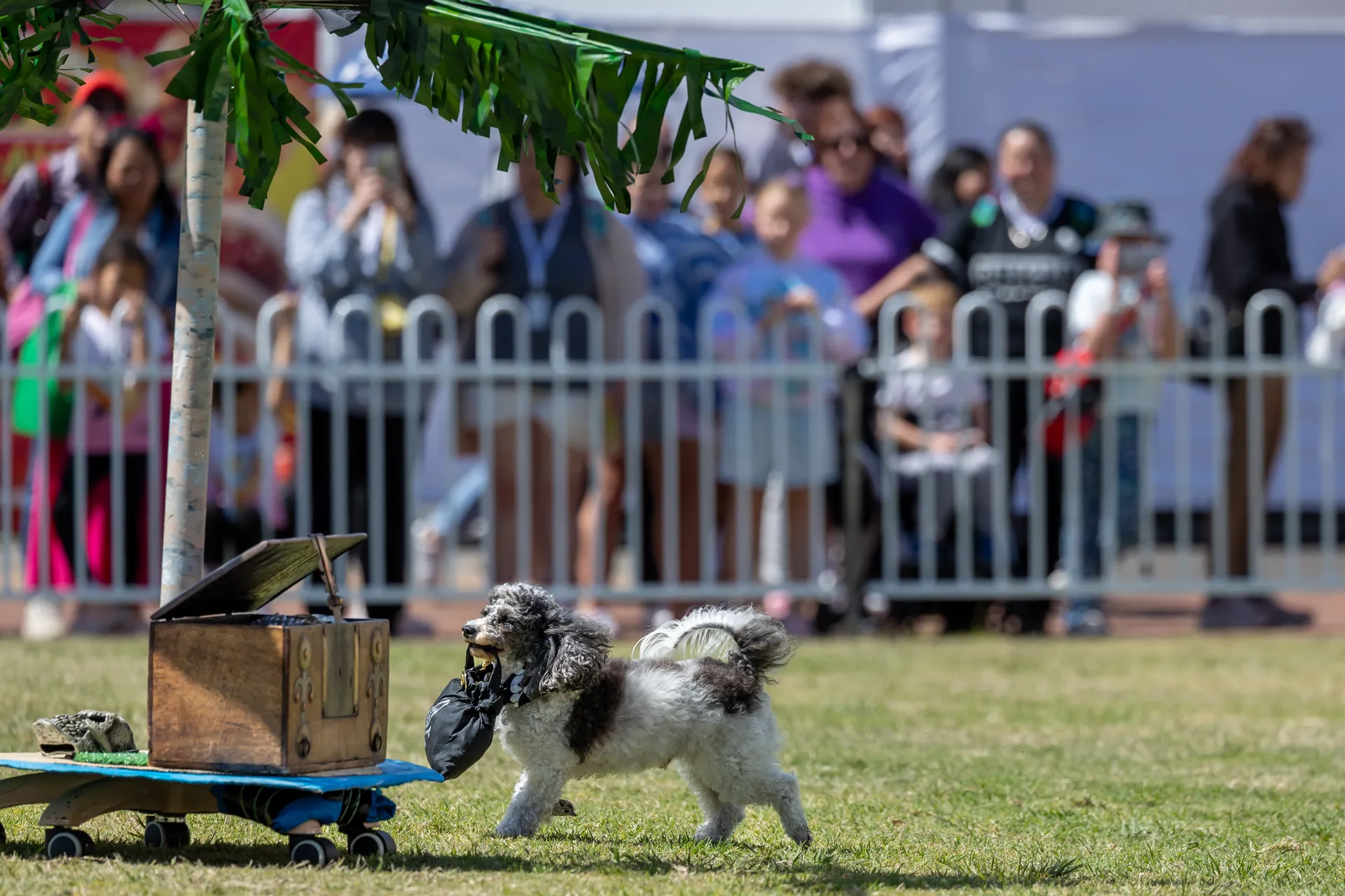 Dog Performance