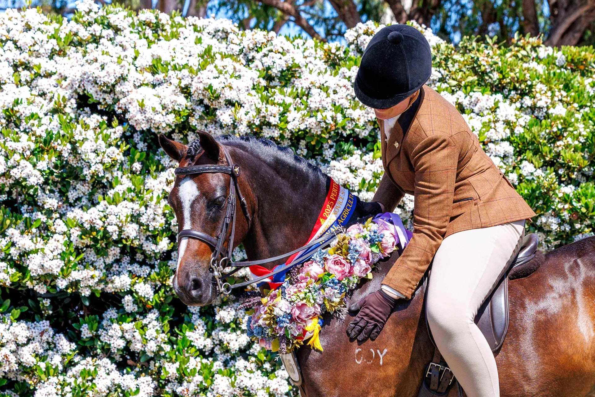 Show Horse