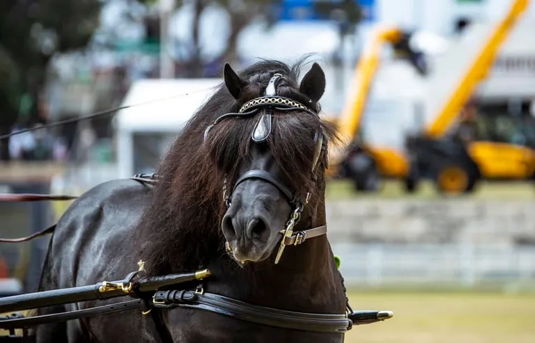 horse harness competition