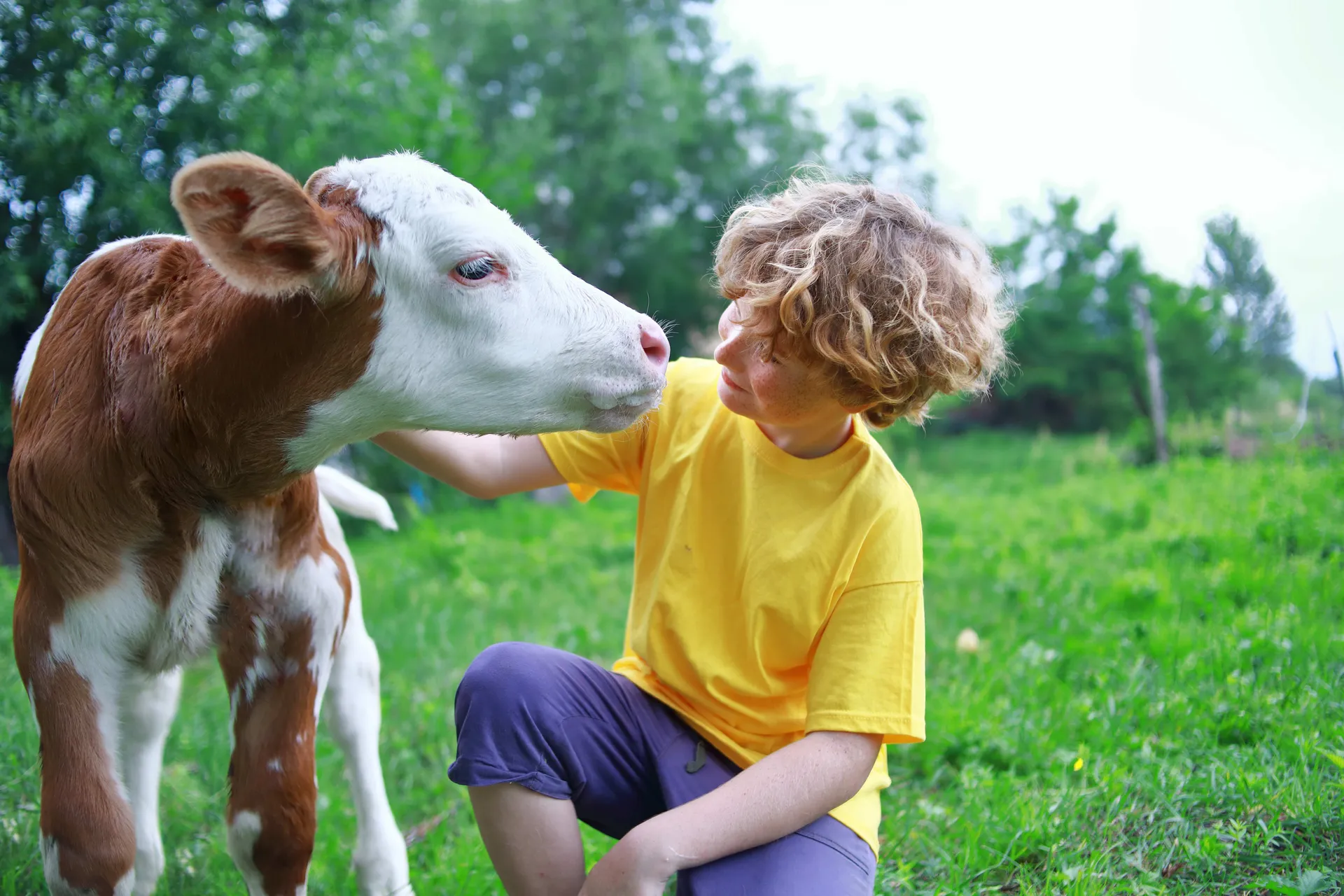 Child petting a calf in a grassy paddock
