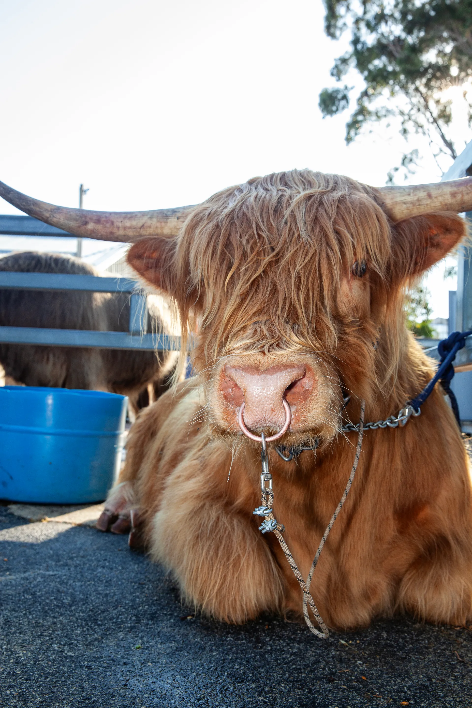 Highland Cow