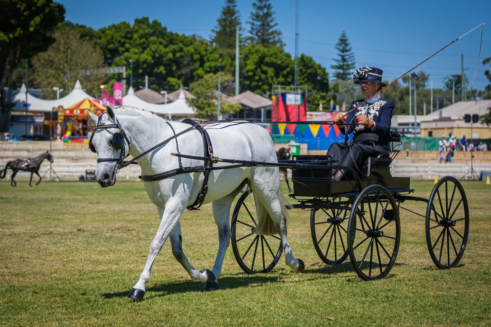 horse harness