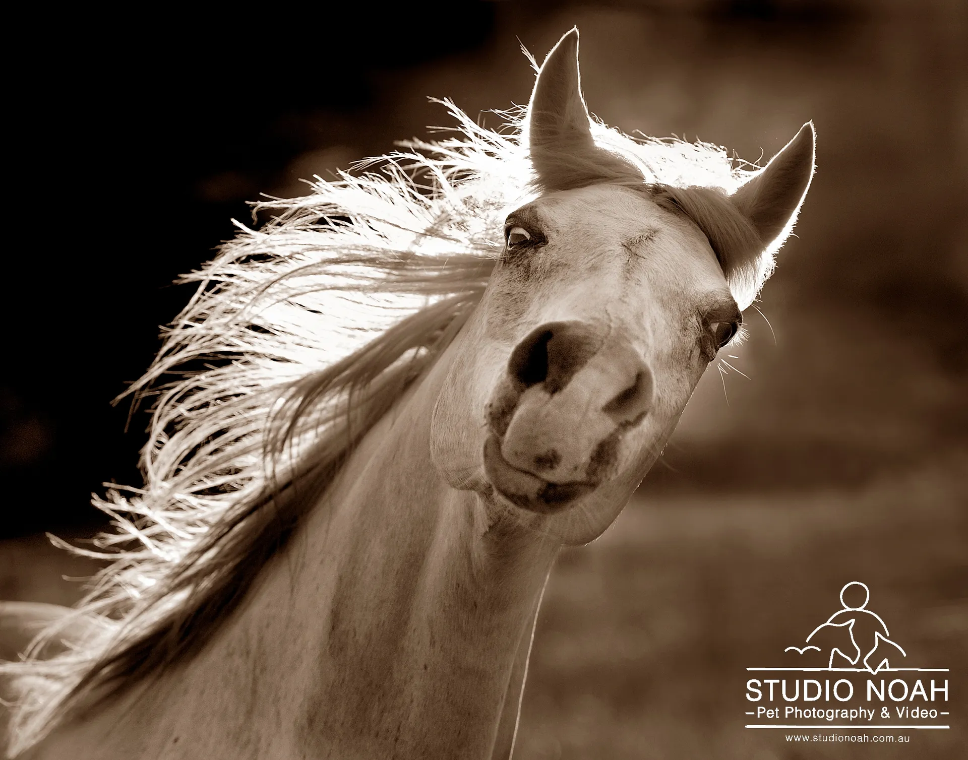 horse head tilt