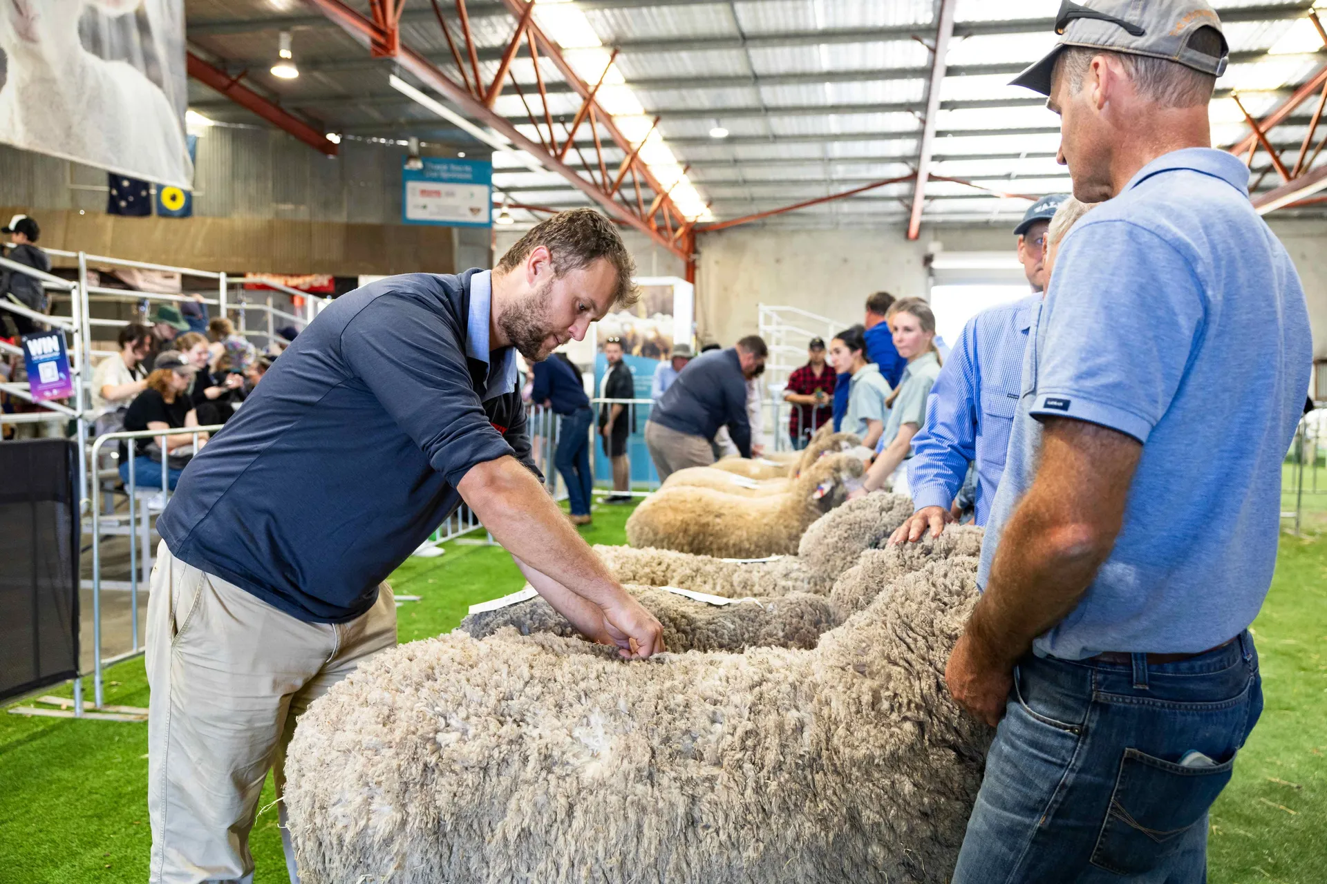 sheep competition