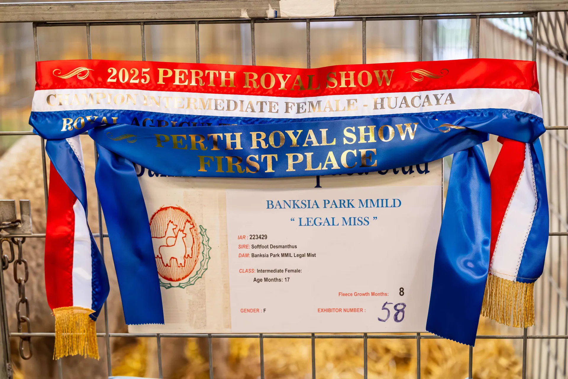 Alpaca Competition
