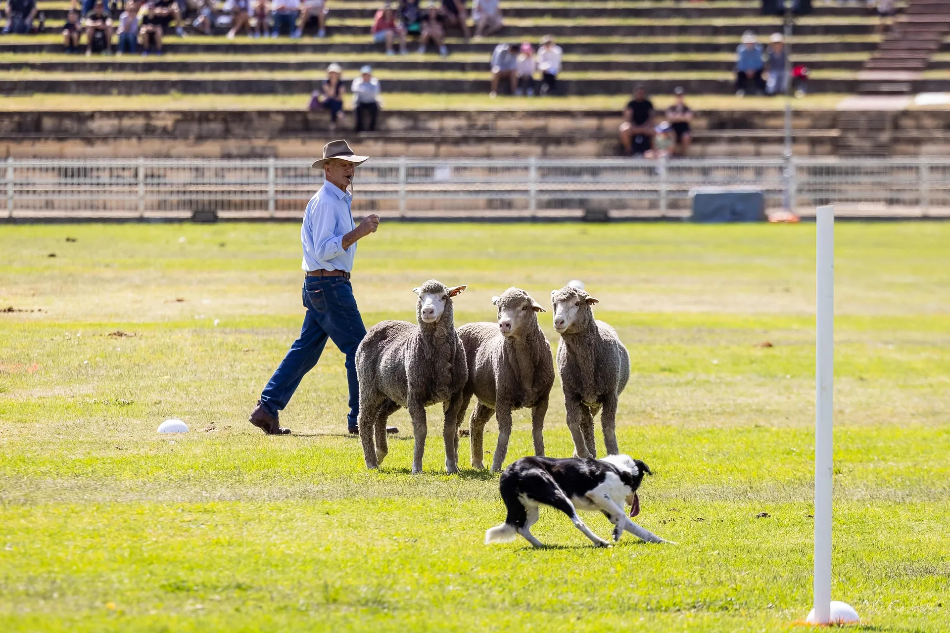 A sheepdog herding a small group of sheep during a demonstration at the Perth Royal Show, with a handler and spectators in the background.