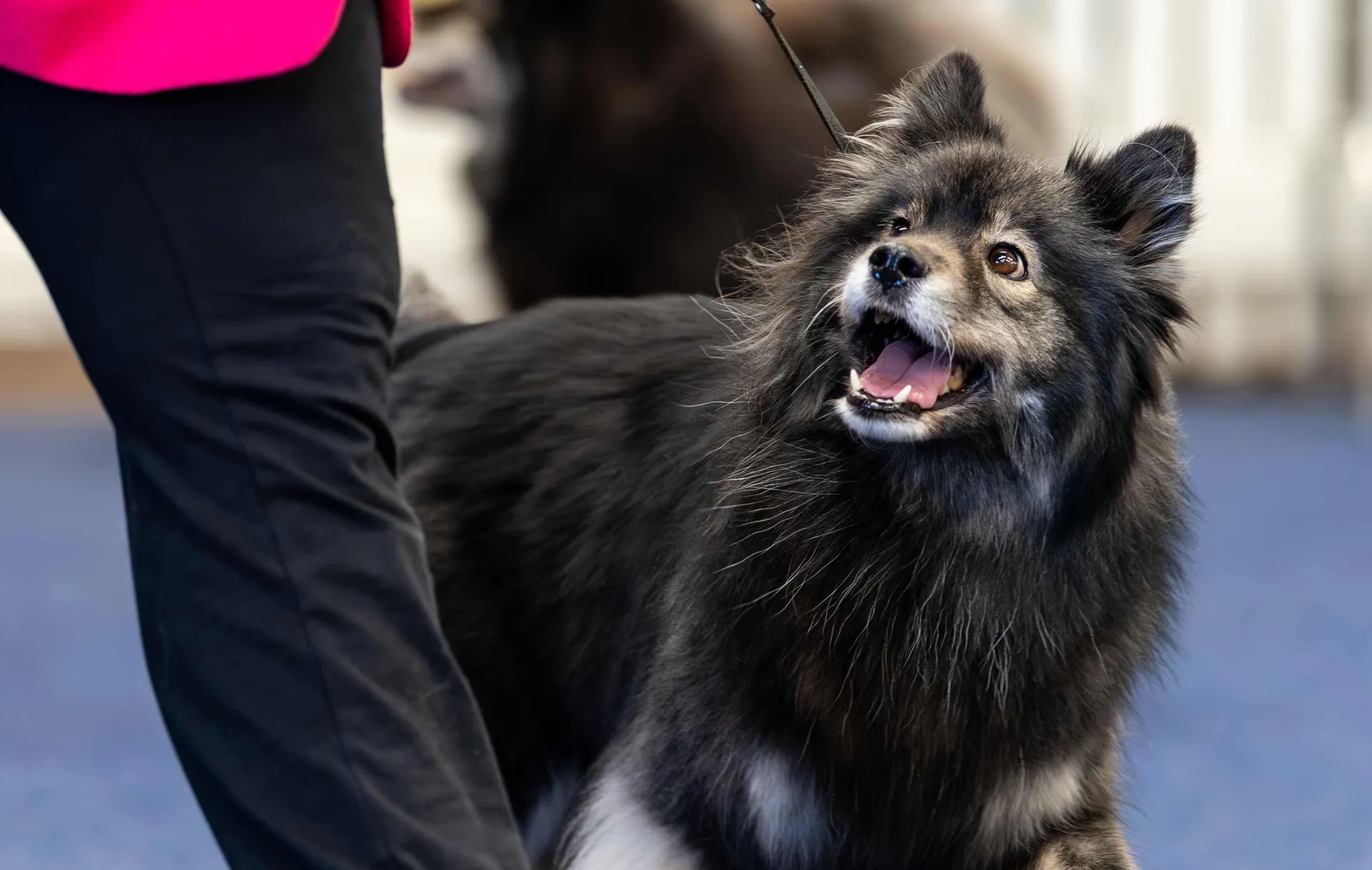 Dog Confromation