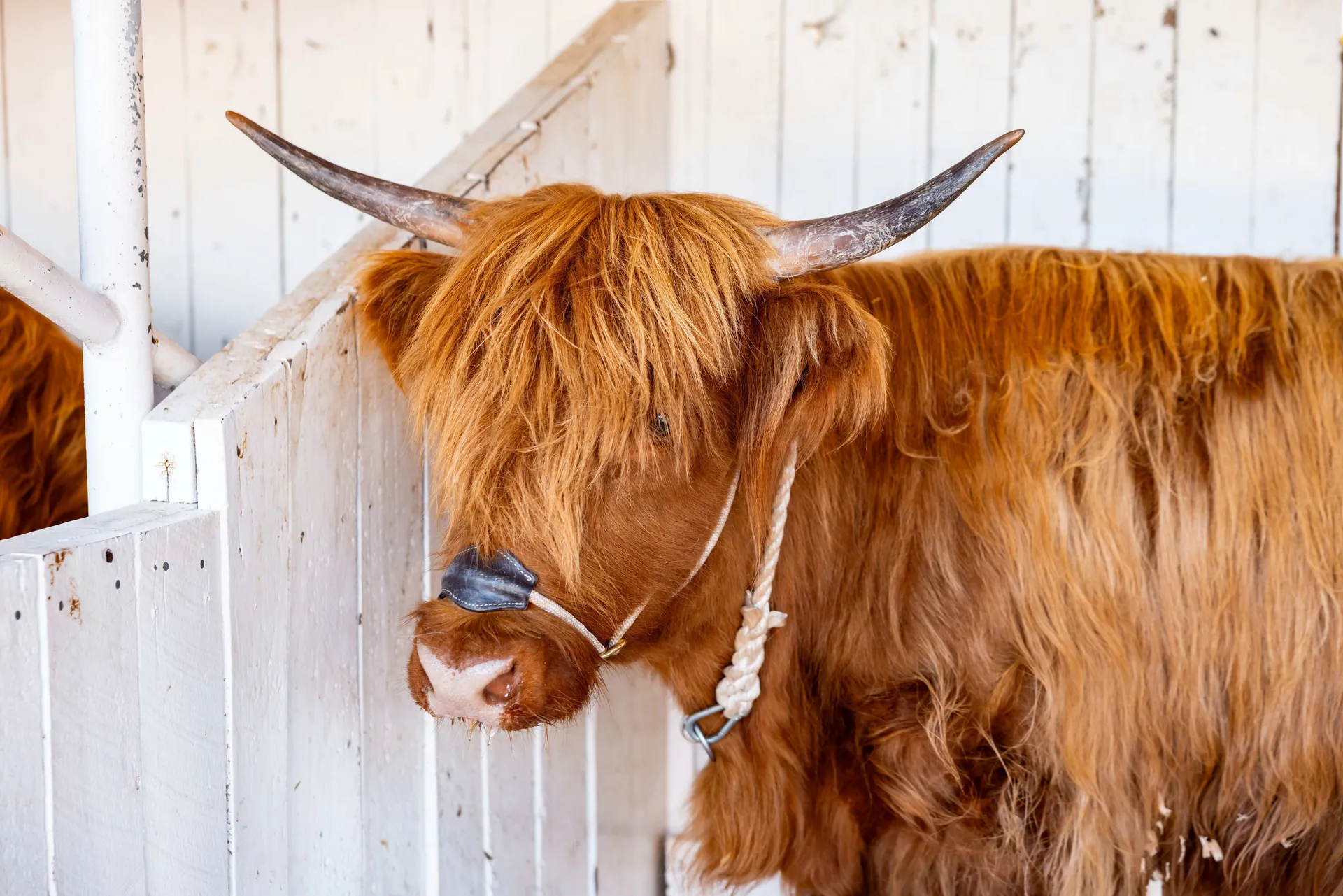 Cattle