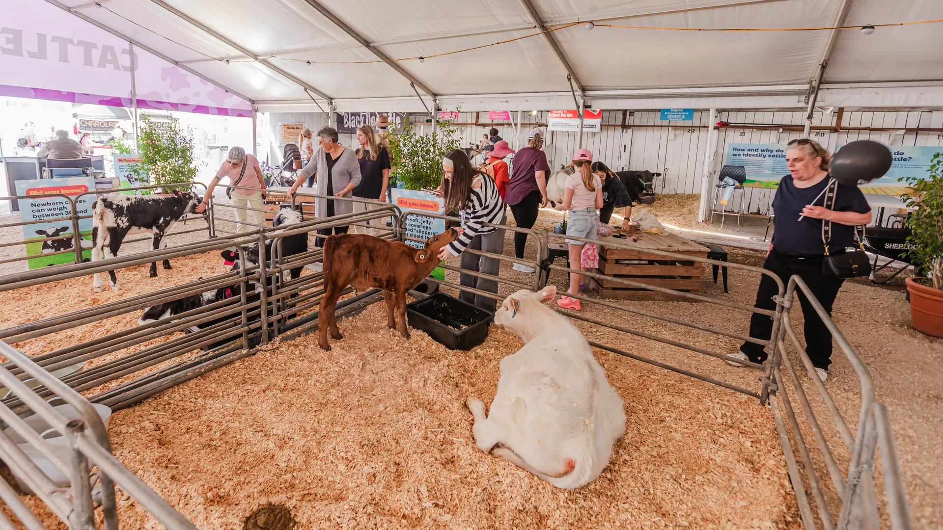 Cattle