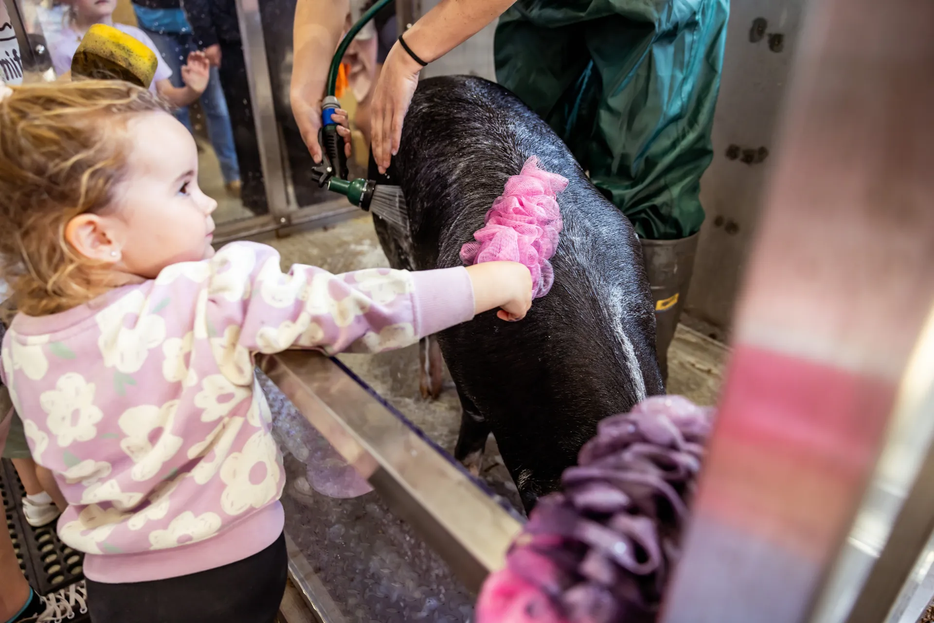 Pristine Piggy Parlour