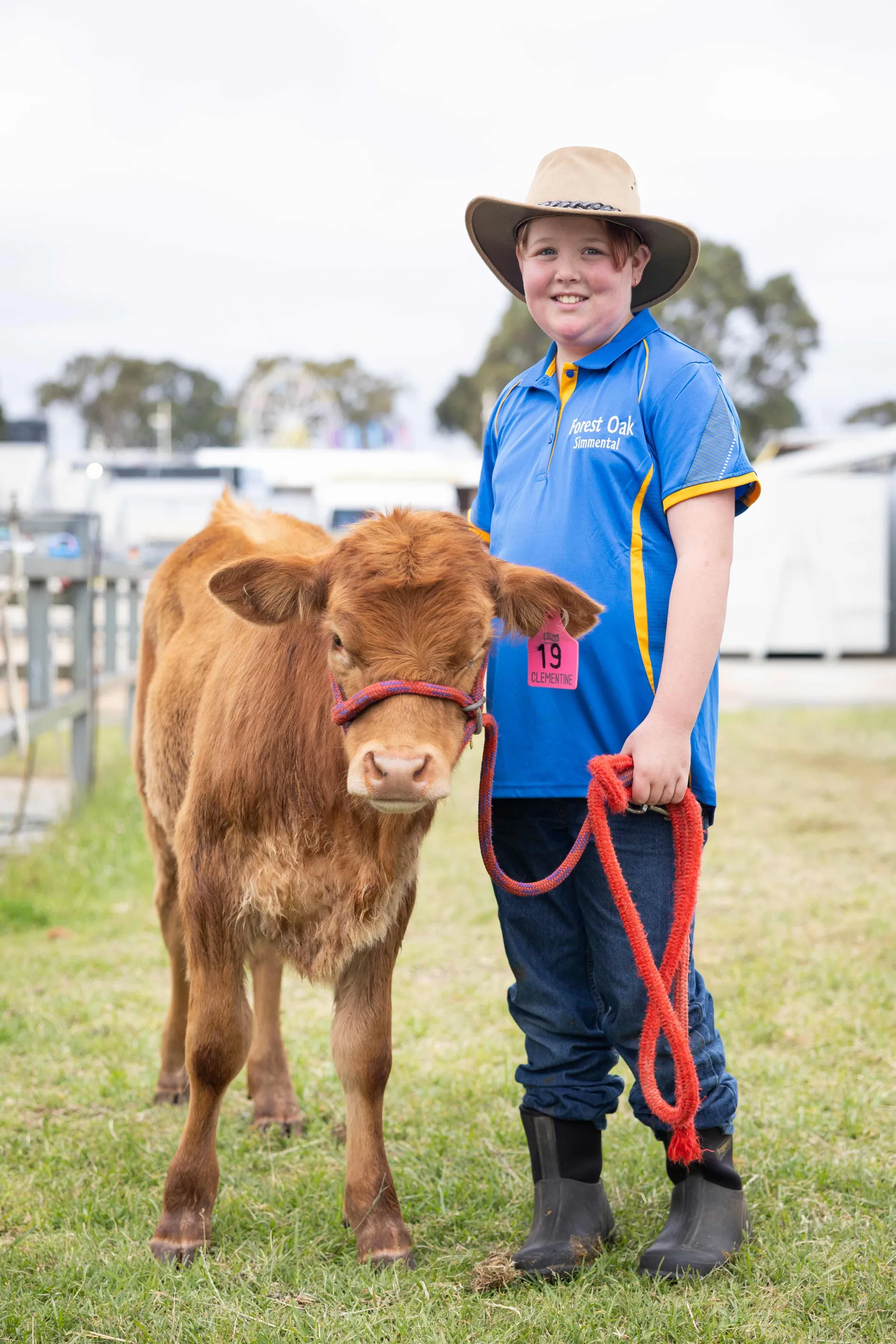 Cattle