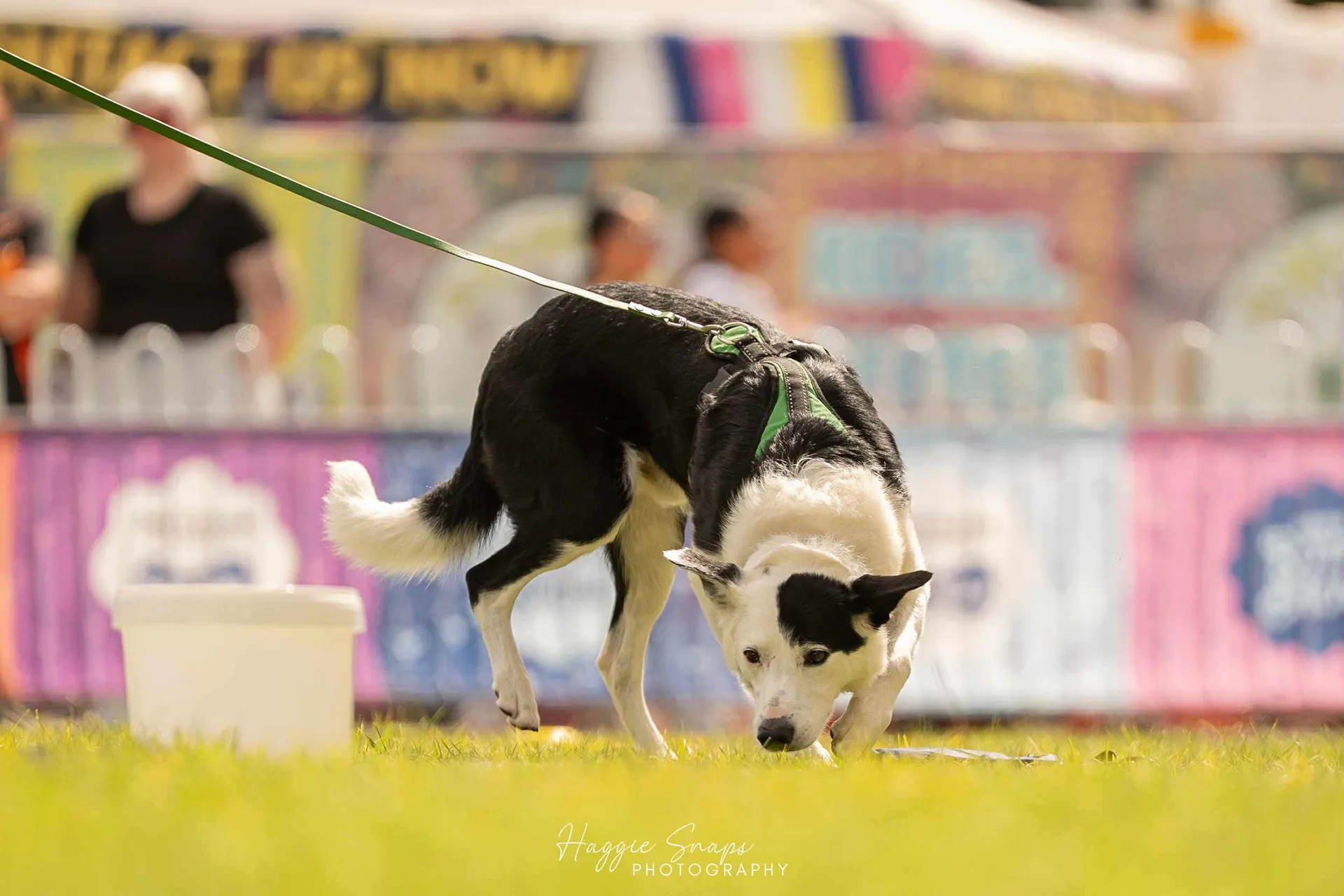 Dog Performance