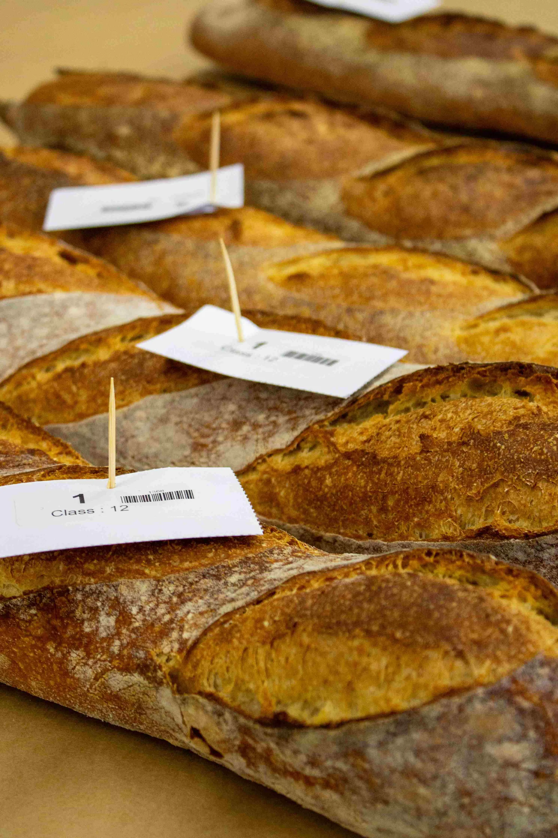 Rows of crusty baguettes lined up for judging at the Perth Royal Food Awards, showcasing consistency, crust, and bake quality.