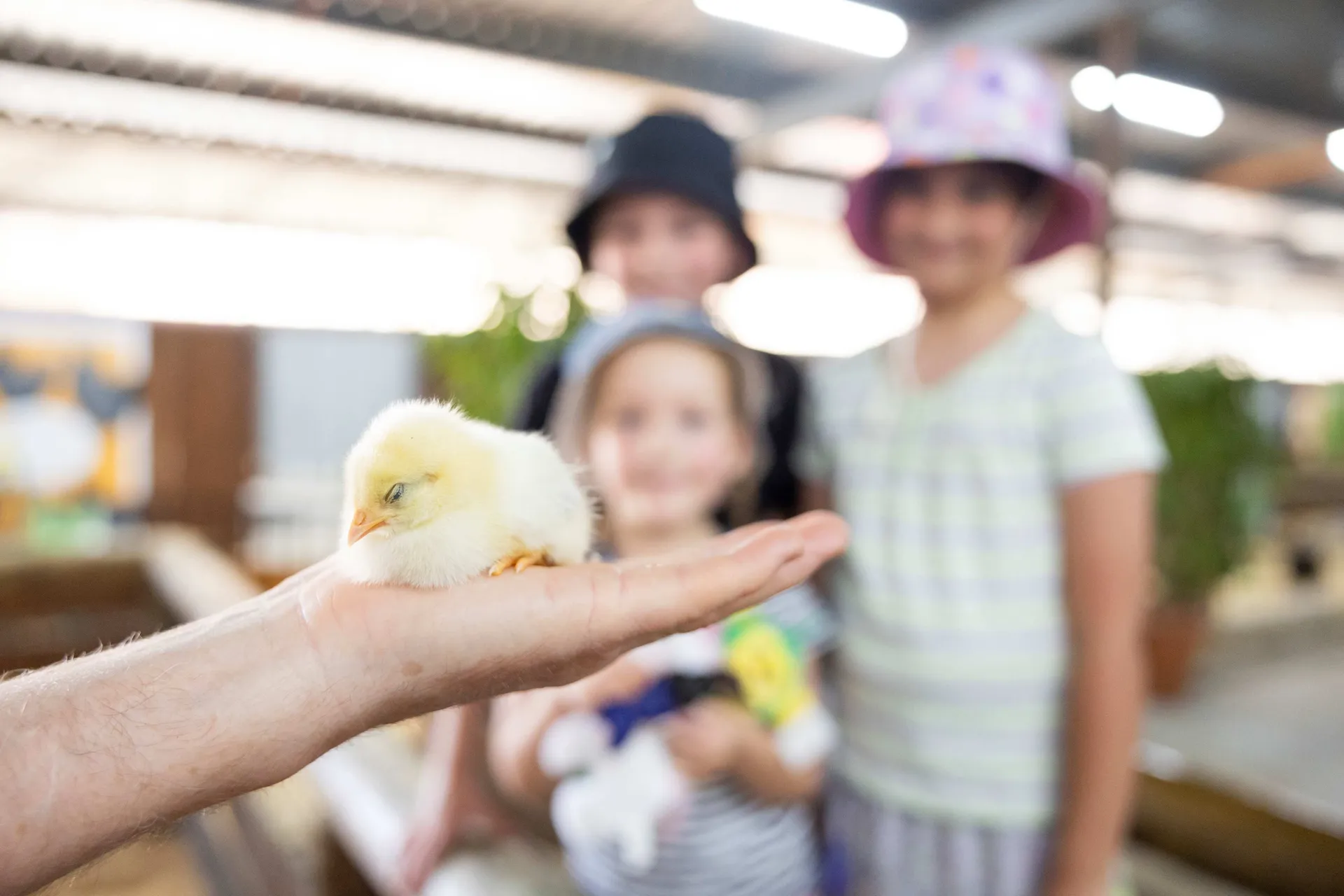 Baby chick resting on a person’s hand at the Perth Royal Show animal nursery, with children watching in the background
