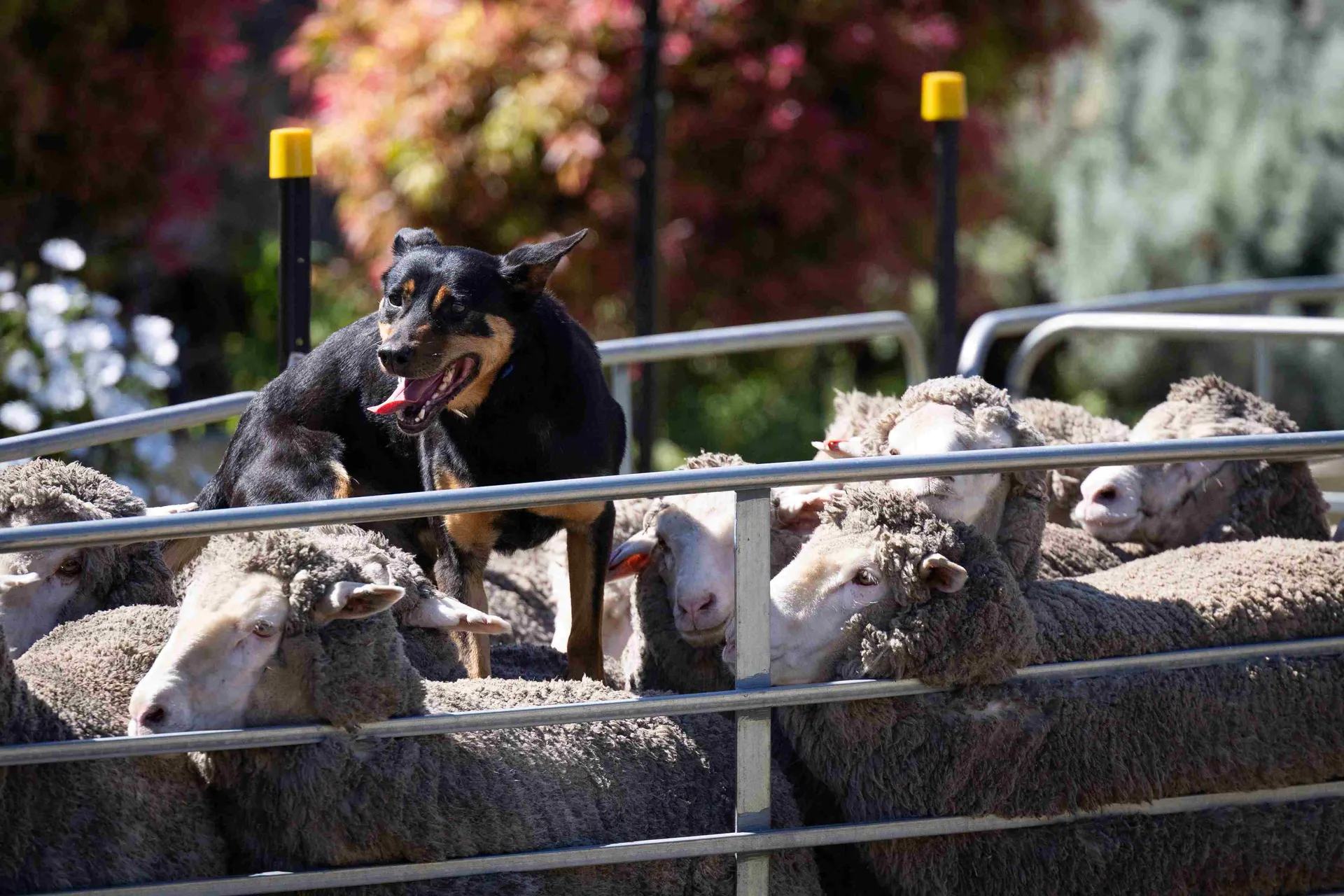 sheep dog