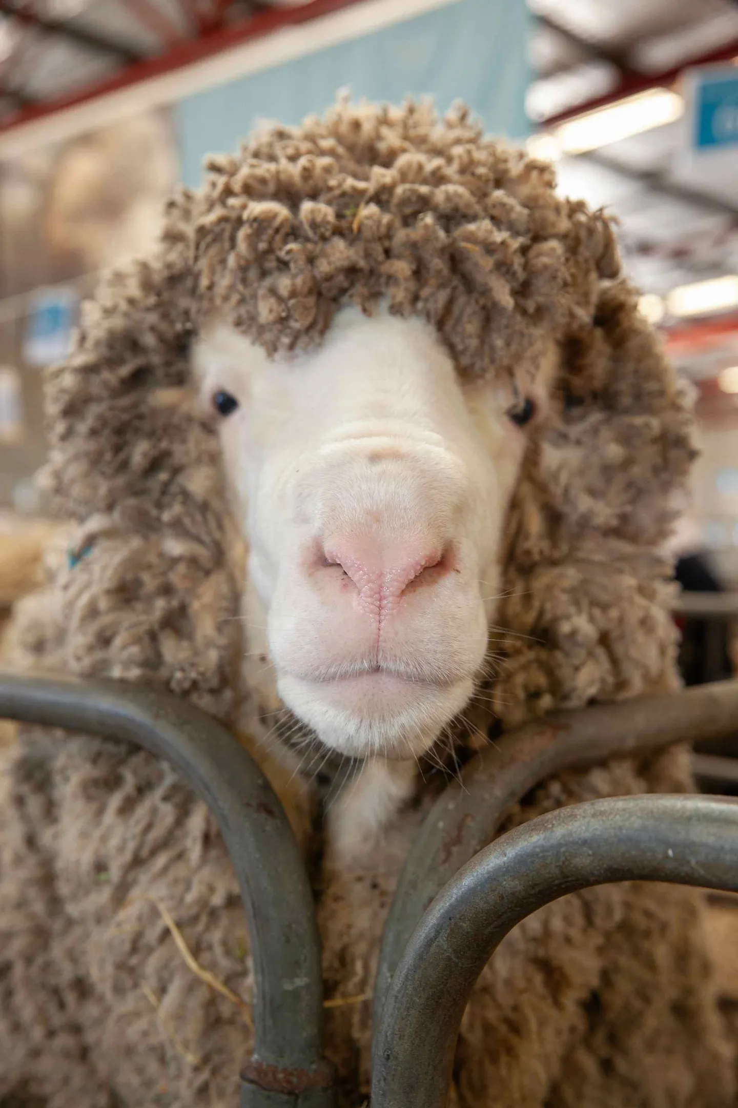 sheep competition