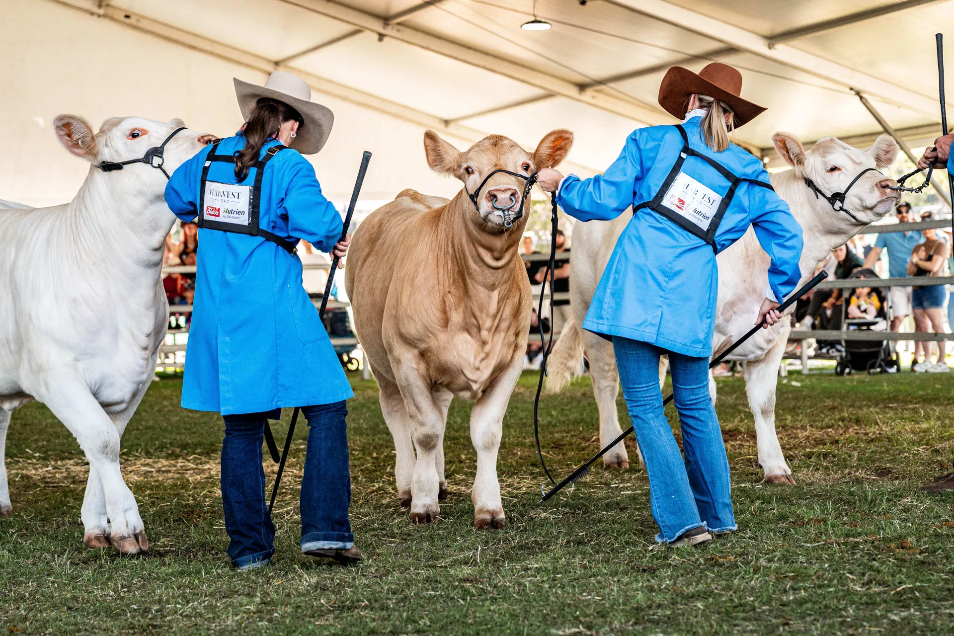 Cattle