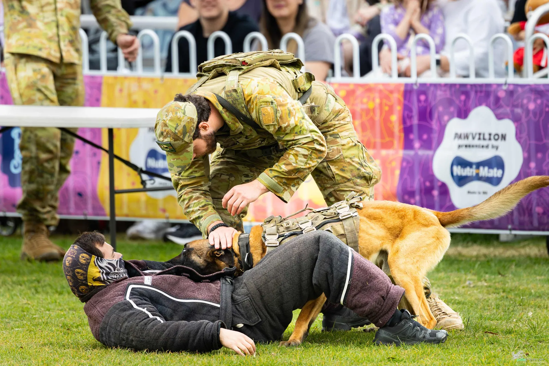Dog Performance